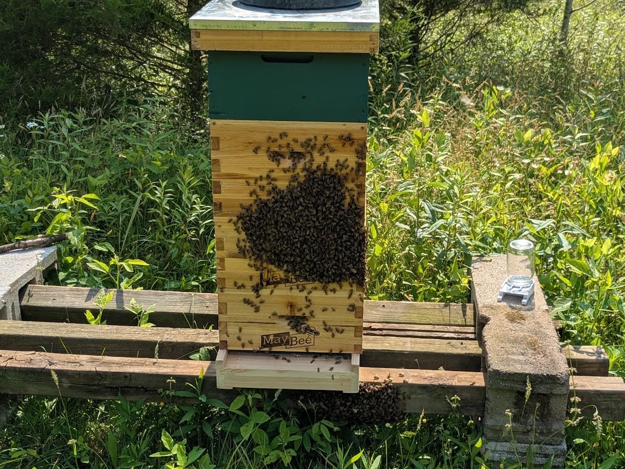 Honey Lake 10 Frame Bee Hives Boxes Starter Kit and Bee Keeping Supplies-All Beginners Kit, Bee Hive Kit with Beekeeping Tool Kit Includes Bee Smoker Beekeeper Veil Hat customer photo 1