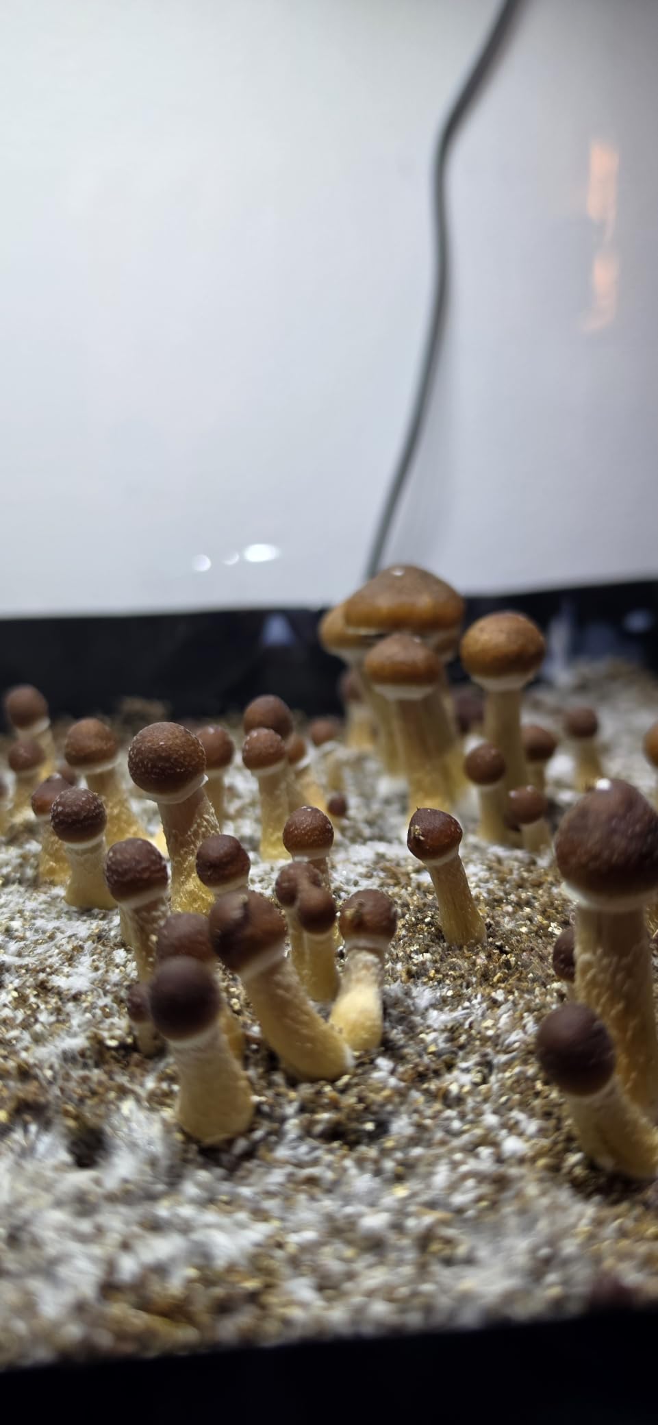 Boomer Shroomer Dry Bulk Substrate for Mushroom Cultivation (Coco Coir, Vermiculite, Gypsum) | Produces 10 Pounds of Pasteurized Substrate, Enough for Two Monotubs | Mushroom Substrate customer photo 1