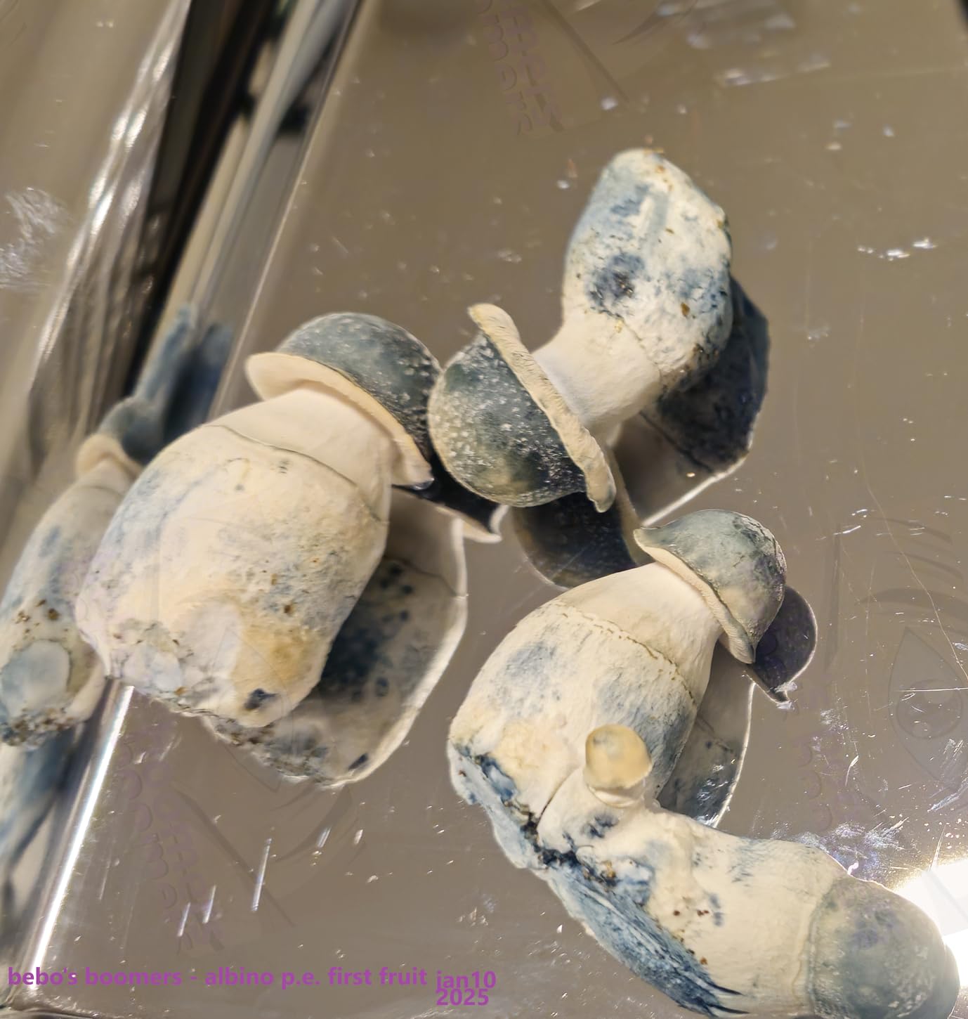 Boomer Shroomer Dry Bulk Substrate for Mushroom Cultivation (Coco Coir, Vermiculite, Gypsum) | Produces 10 Pounds of Pasteurized Substrate, Enough for Two Monotubs | Mushroom Substrate customer photo 2