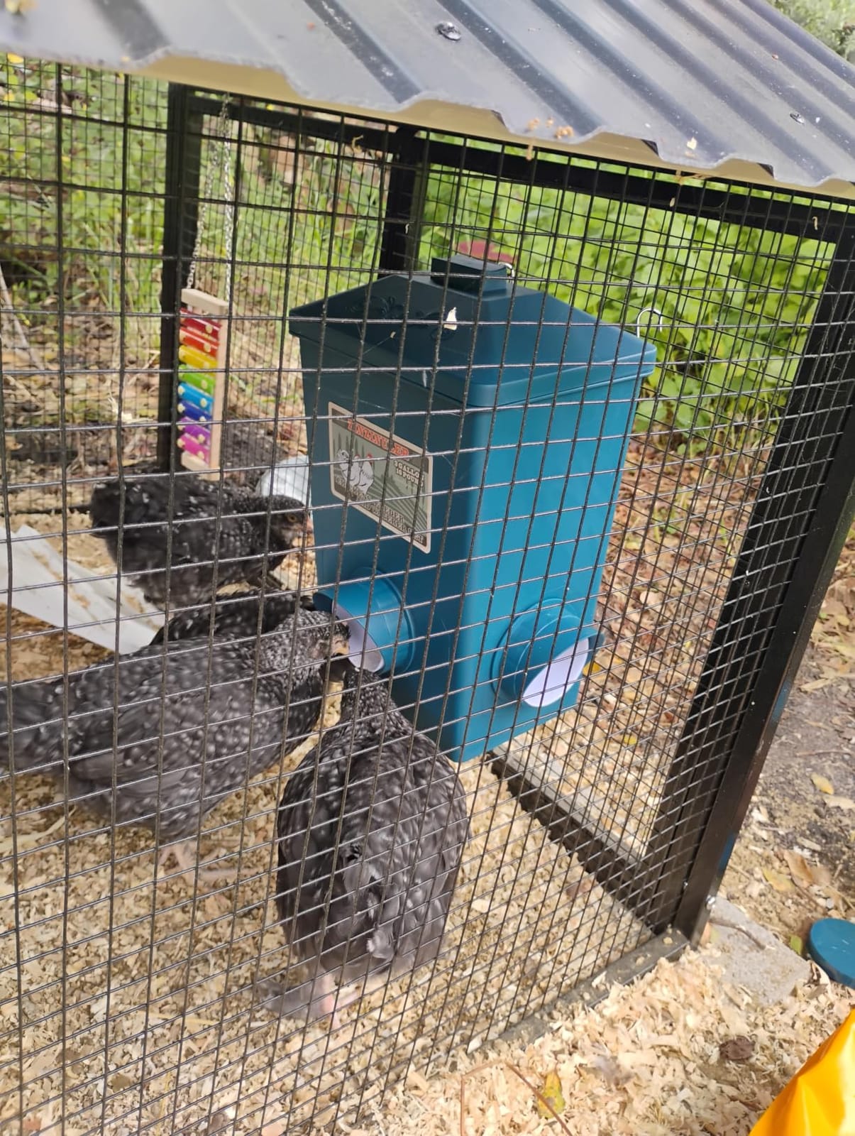 Automatic Port Chicken Feeder and Cup Waterer Set customer photo 1