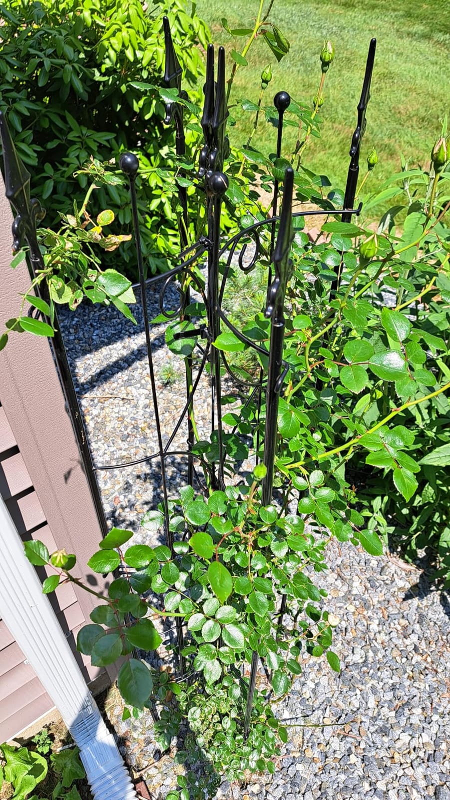 Thealyn Garden Trellis 2 Pack 72'' H x 12'' W Metal Plant Trellis customer photo 1