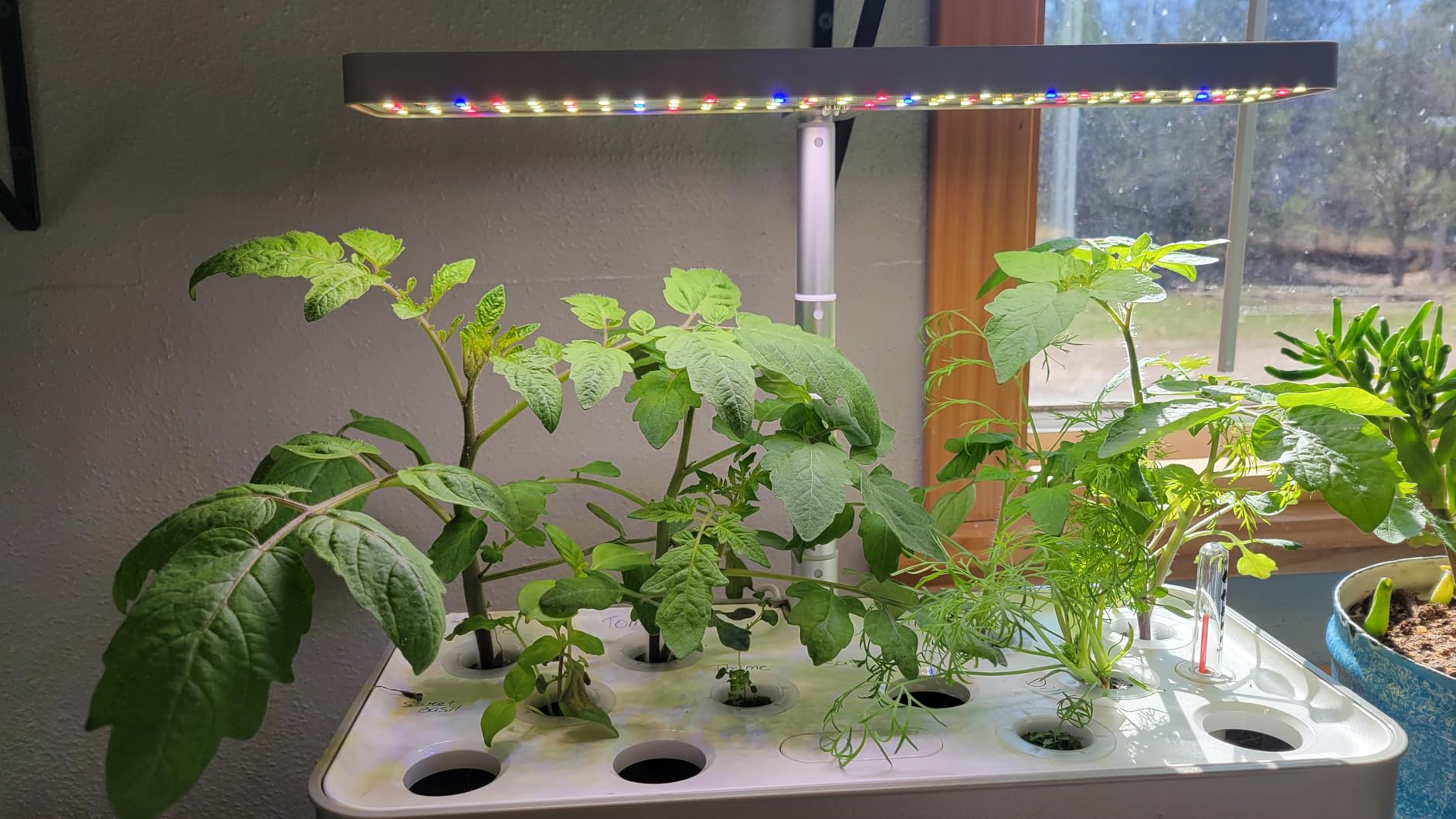 SUNCOZE Hydroponics Growing System, Compact 12 Pods Indoor Garden, Black customer photo 1