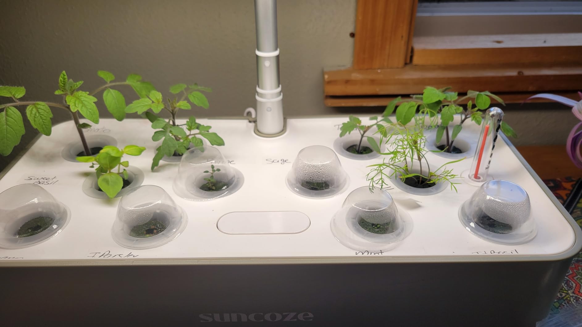 SUNCOZE Hydroponics Growing System, Compact 12 Pods Indoor Garden, Black customer photo 2