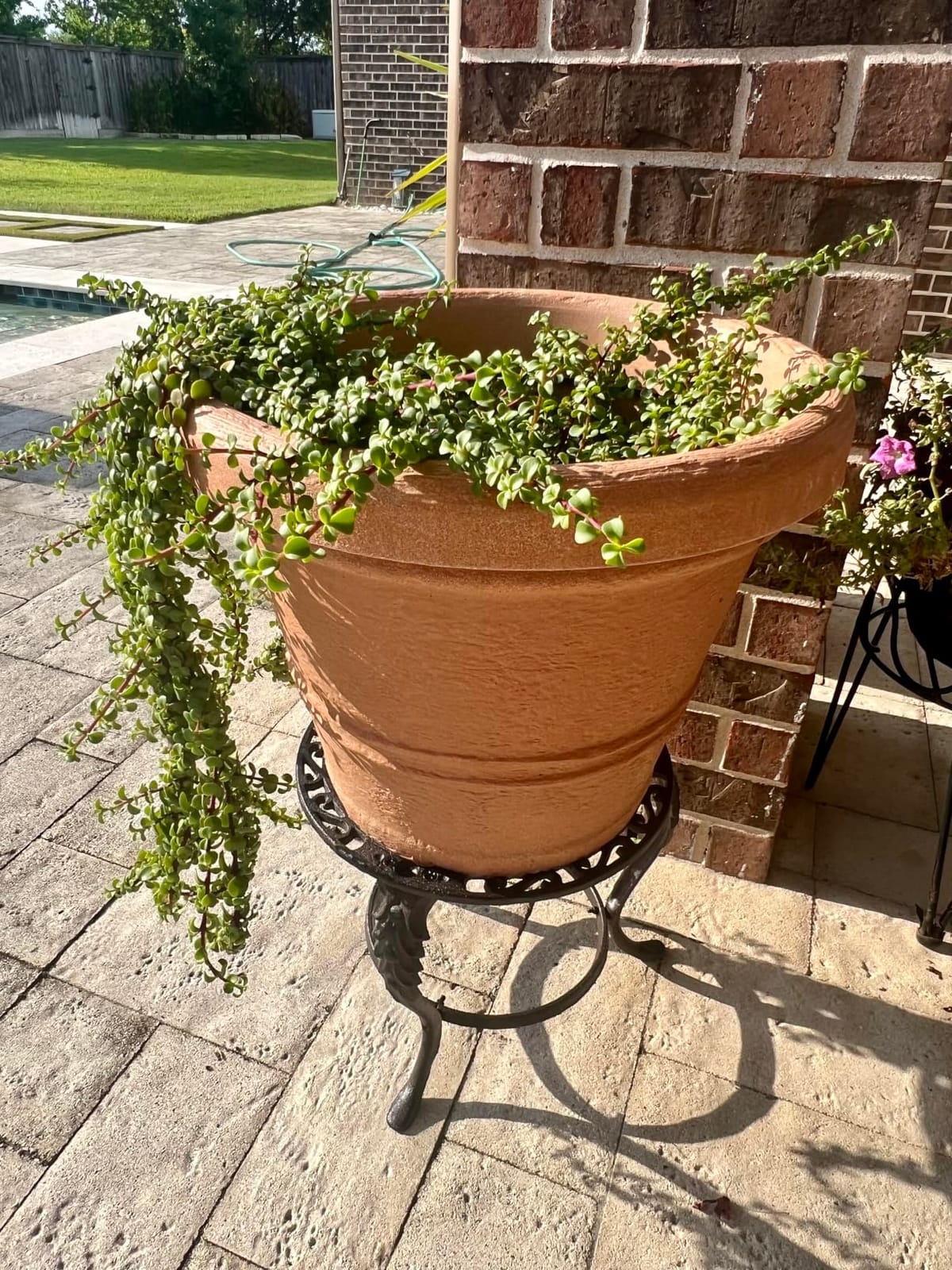 Notakia Plant Stand Indoor Outdoor Clearance Heavy Duty Cast Iron Plant Table for Patio & Garden, Tall Vintage Decorative Metal Plant Rack, Wrought Iron Flower Pot Holder for Home Garden Porch Yard customer photo 2