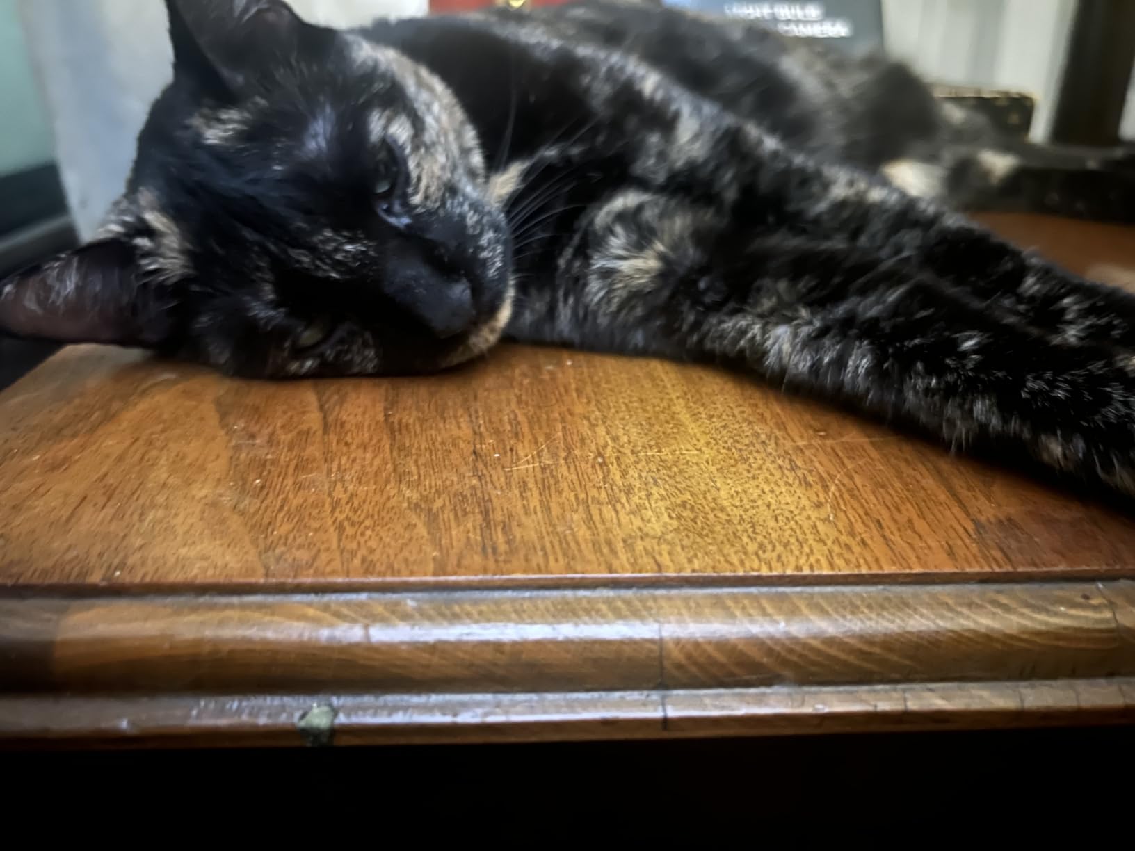 Dr. Elsey's Ultra Litter customer photo 2