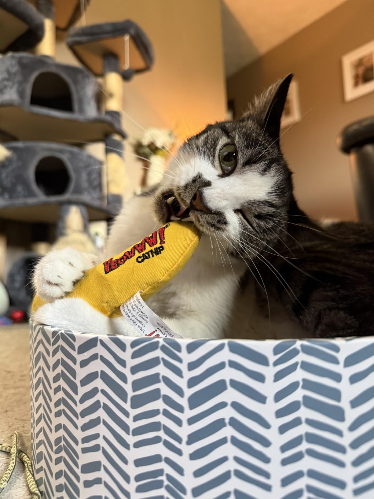 Yeowww! Chi-CAT-a Banana customer photo 1
