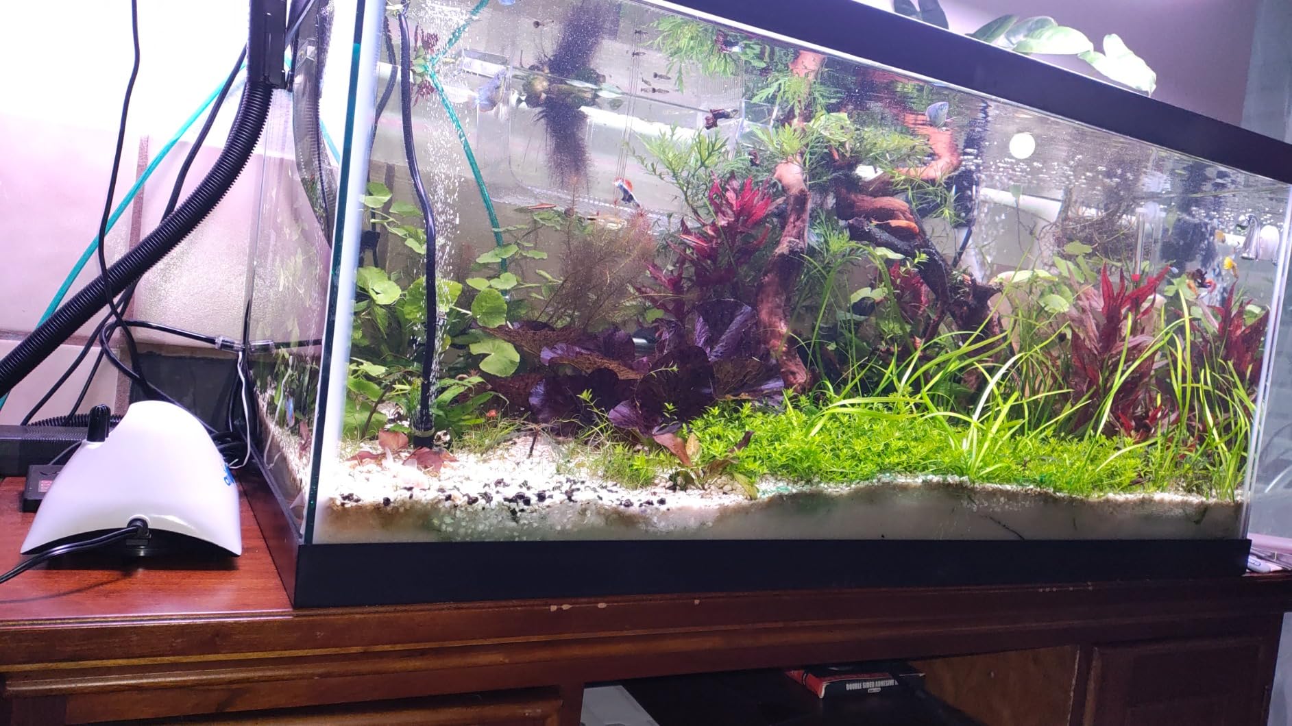 Penn Plax Air Pod Aquarium Air Pump Ultra Quiet Compact Dome Shape Dual Air Output | Multiple Size Options customer photo 1