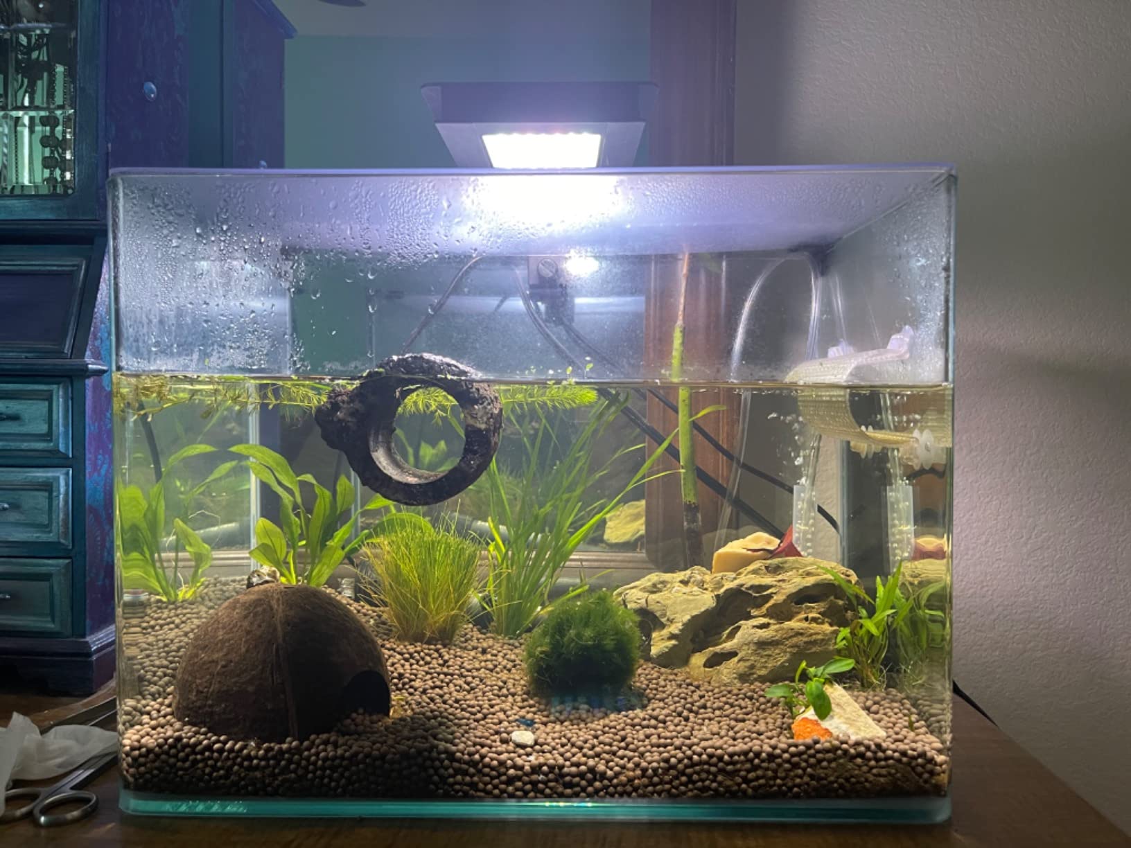 PENN-PLAX Water-World Radius Desktop Nano Aquarium Kit – Includes LED Light, Internal Filter, and Mat – Perfect for Shrimp and Small Fish – 10 Gallon Tank customer photo 1