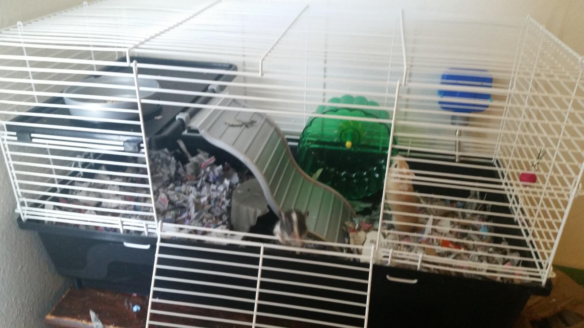 Kaytee My First Home Habitat for Pet Rats customer photo 1