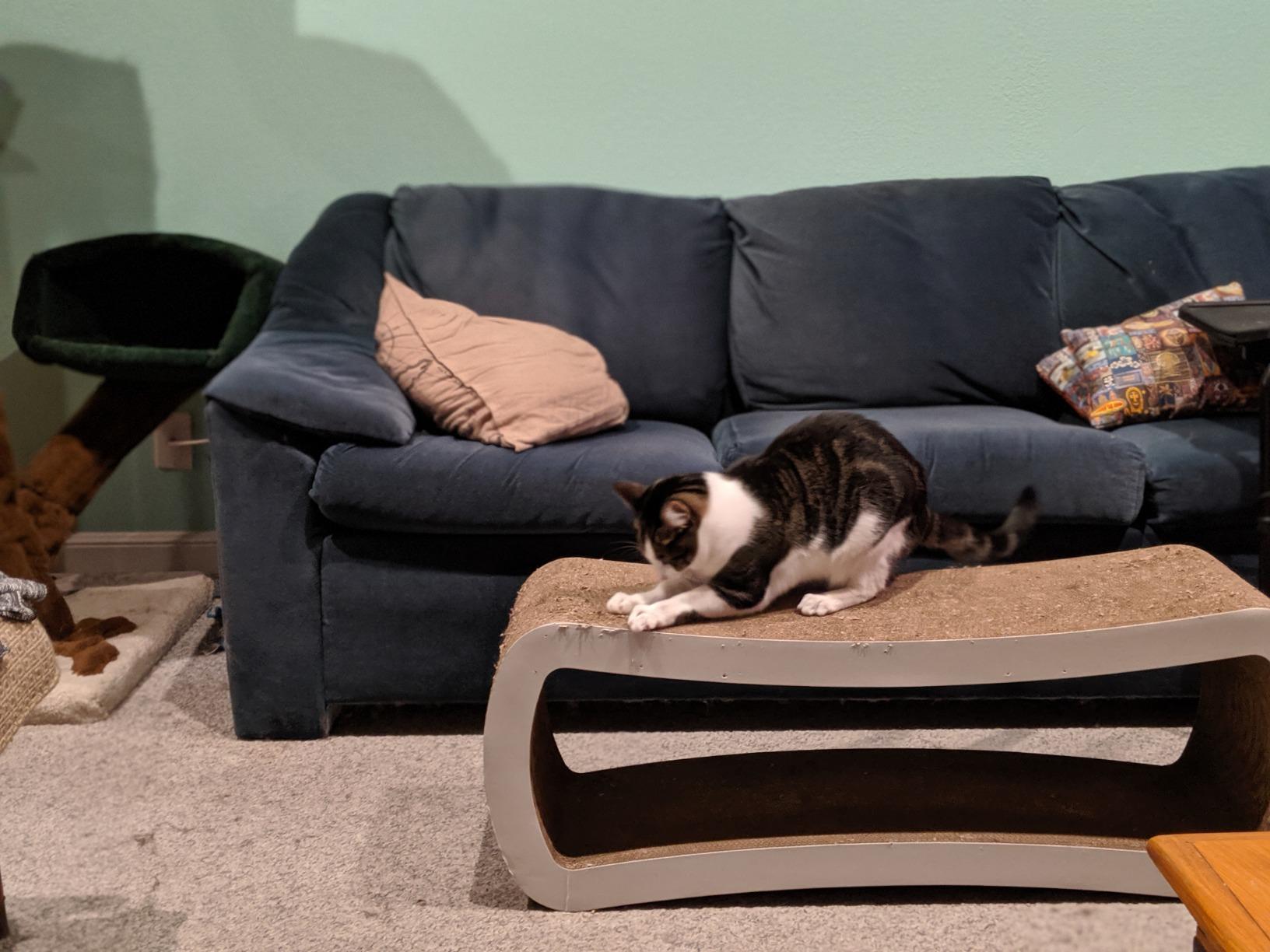 PetFusion Jumbo Cat Scratcher Lounge (99 x 28 x 36 cm, Cloud White). Superior Cardboard & Construction, significantly outlasts cheaper alternatives. customer photo 2