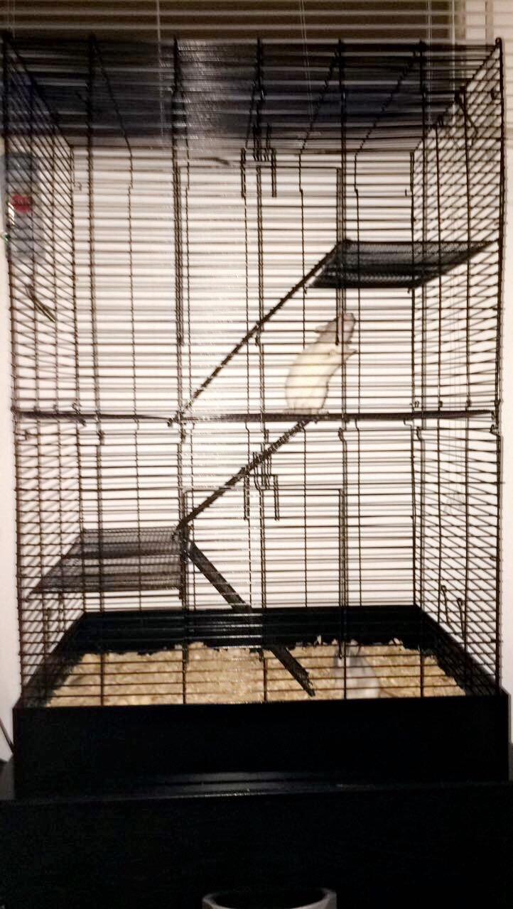 You & Me by Petco Rat Manor Habitat 16.5