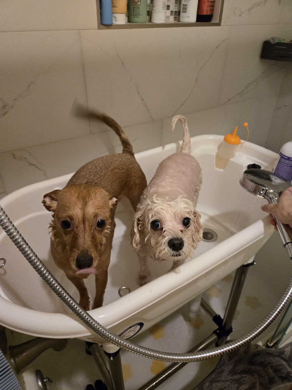 Flying Pig™ Pet Dog Cat Portable Bath Tub (White, 37.5