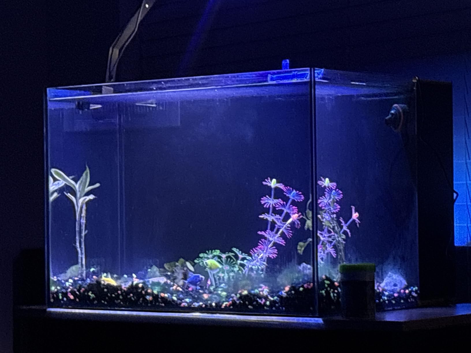LANDEN EzFlux 40 Rimless 16 Gallon Rear Filtration Tank, Pump Included customer photo 1