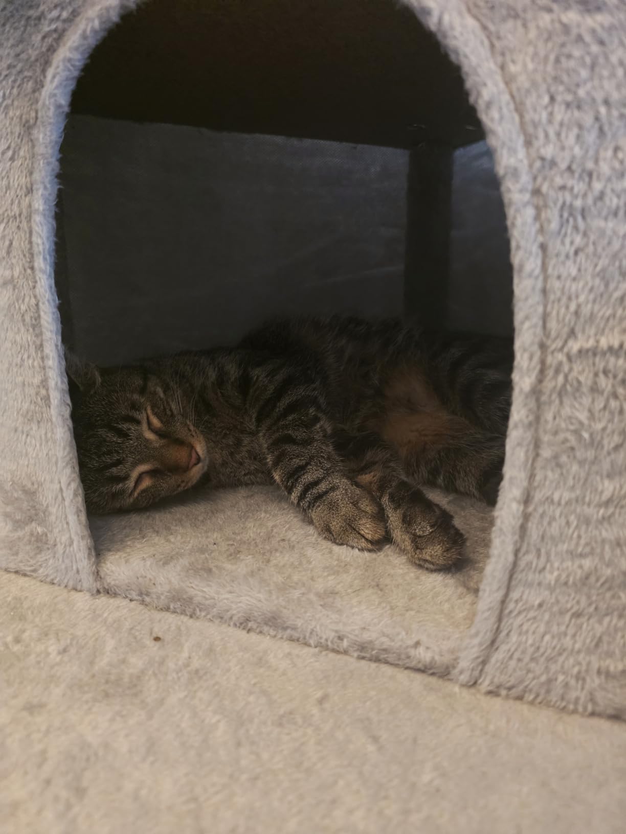 Yaheetech 79in Multi-Level Cat Tree for Multiple Cats with 9 sisal Posts customer photo 2