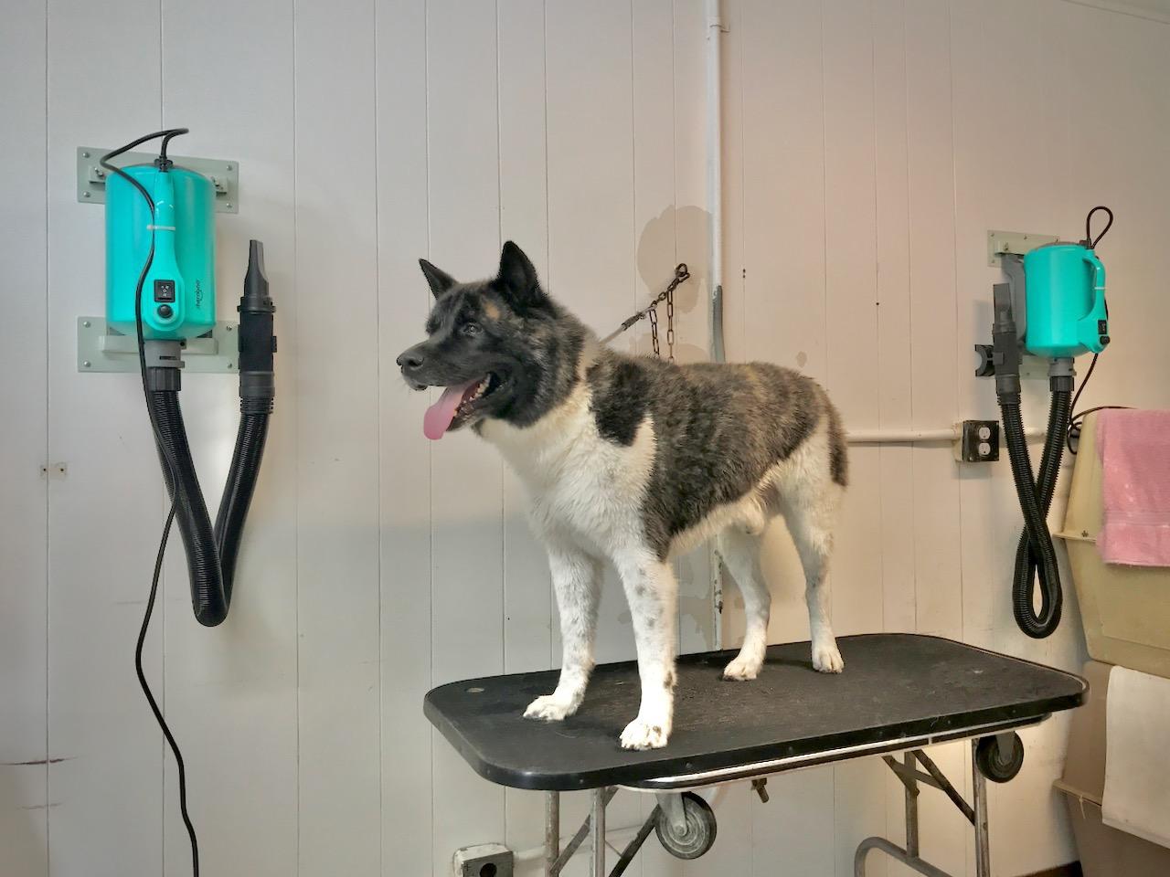 Dog Dryer High Velocity Pet Dog Grooming Force Hair Dryer/Blower 5.0HP customer photo 2