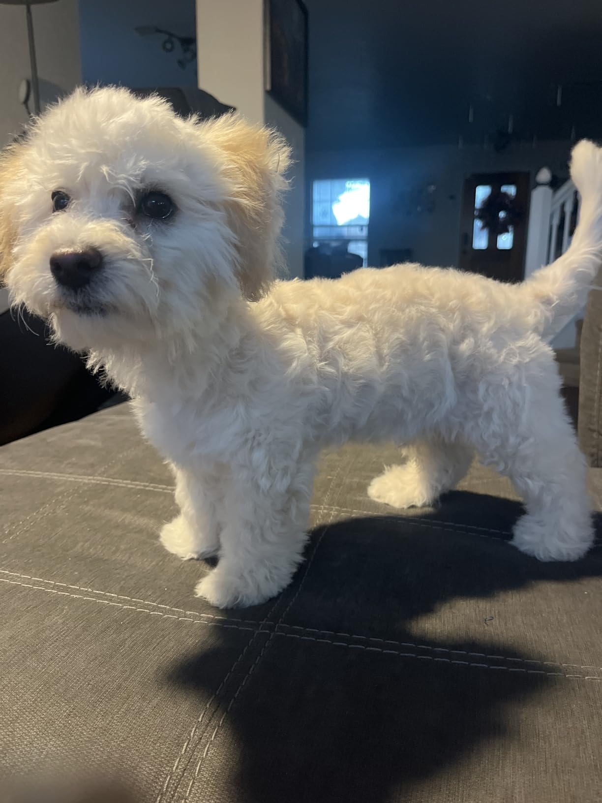 2-in-1 Dog Hair Dryer with Brush for Small Dogs and Cats, Pet Blow Dryer customer photo 2