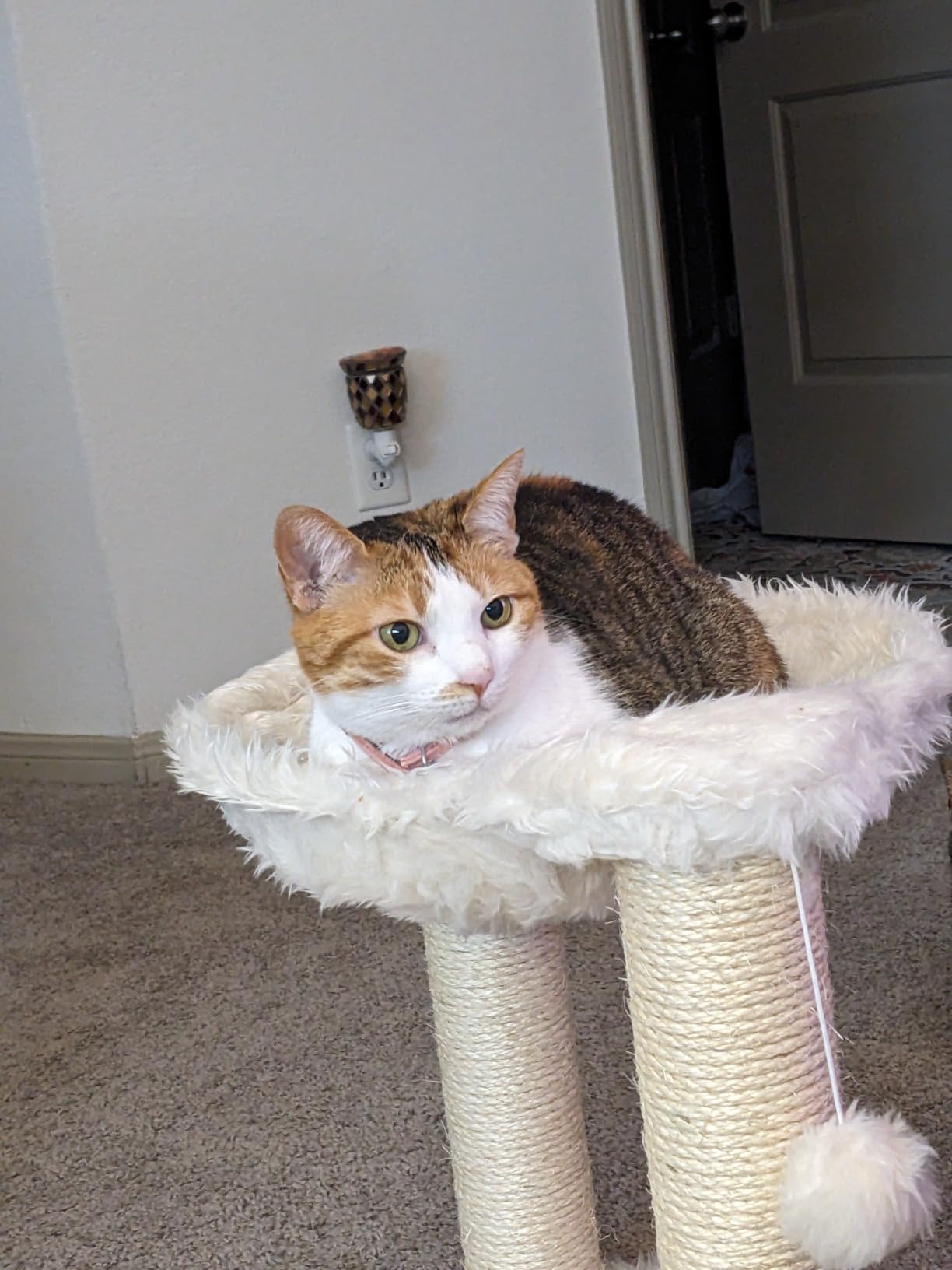 TRIXIE Baza XXL 19.7-in Cat Tree with Hammock, Cream customer photo 1