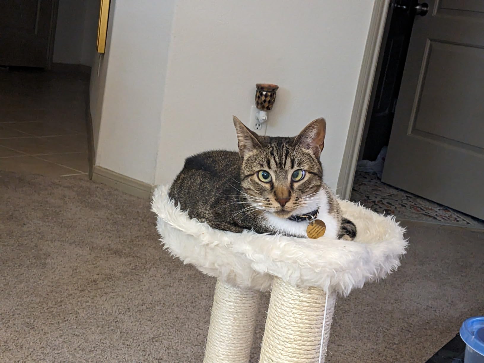 TRIXIE Baza XXL 19.7-in Cat Tree with Hammock, Cream customer photo 2