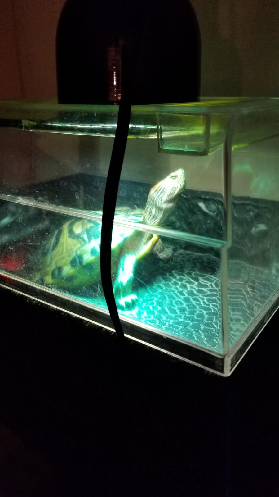 UVA UVB Sun Lamp High Intensity Self-Ballasted Heat Basking Lamp/Light/Bulb for Reptile and Amphibian (80W) customer photo 2
