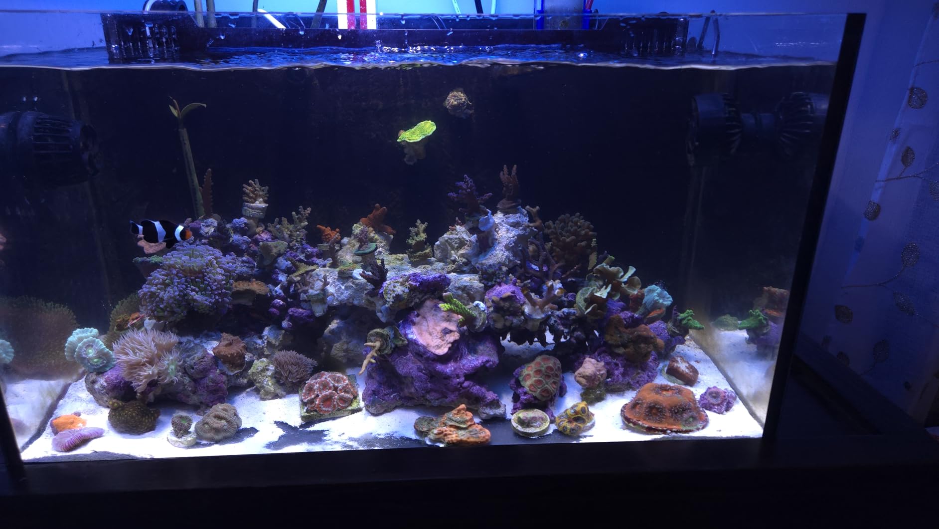 Jebao SLW-10 Aquarium Wavemaker, 1,065 GPH customer photo 1