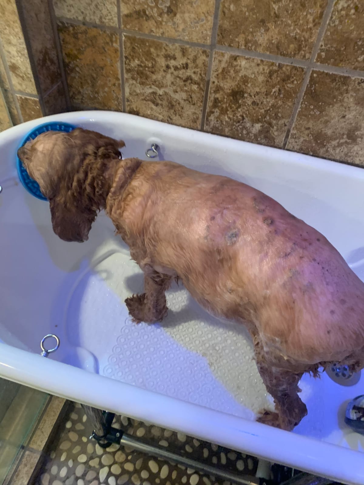 Dog Grooming Plastic Free Standing Bathtub for Small & Medium Sized Pets, for Indoor & Outdoor customer photo 2