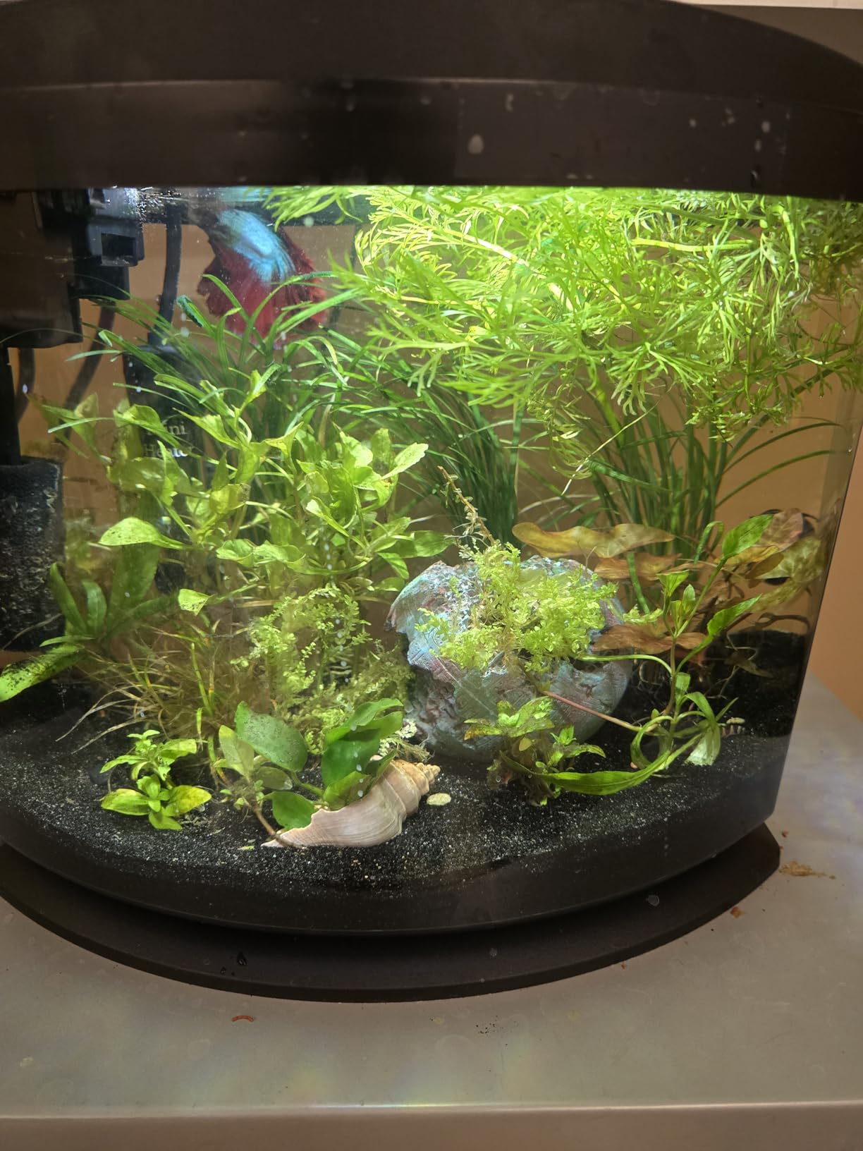 Aqueon LED MiniBow Small Aquarium Fish Tank Kit with SmartClean Technology, Blue, 1 Gallon customer photo 1