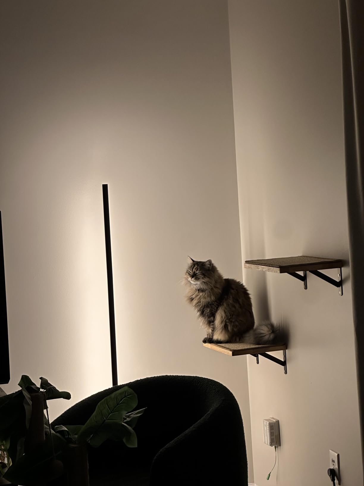 FUKUMARU Cat Wall Shelves, 17 x 10 Inch, Sisal Mat customer photo 1