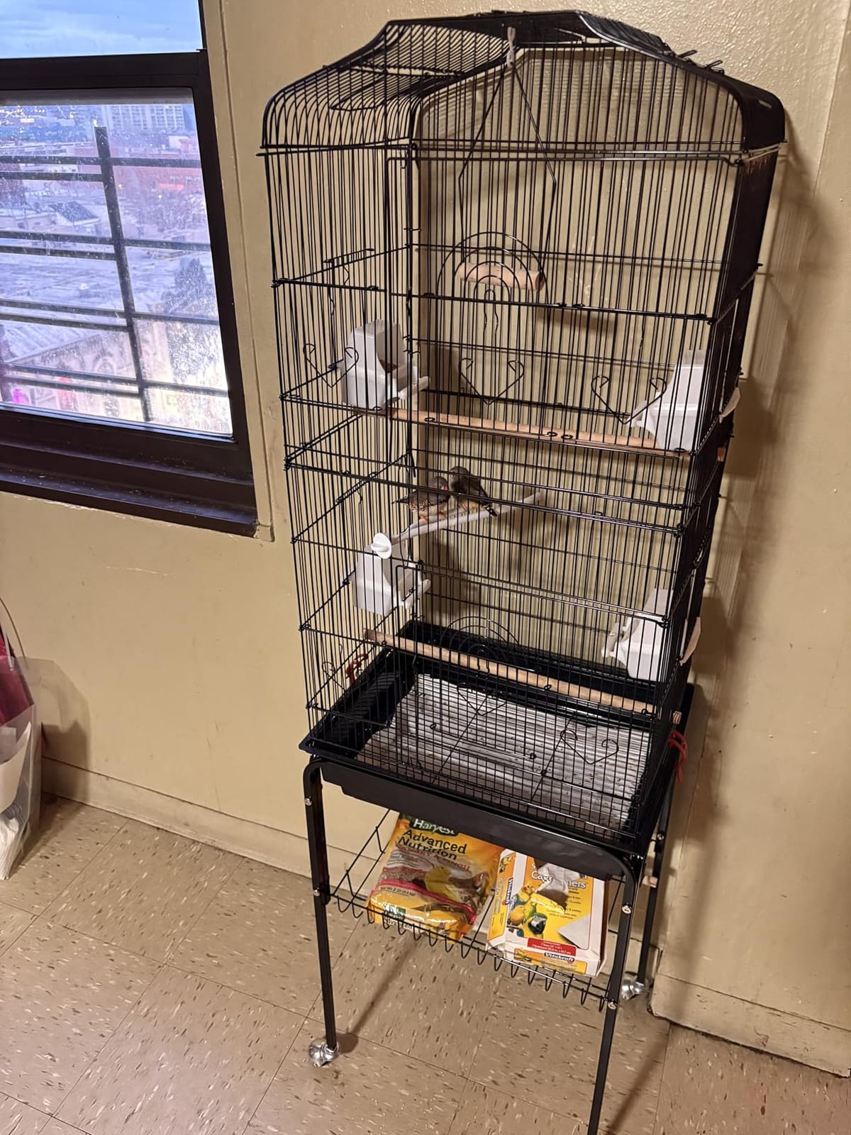BestPet 64 inch Wrought Iron Bird Cage for Parakeets Medium Small Parrots Parakeet Cage with Detachable Rolling Stand & Play Open Top for Cockatiels Lovebird Finches Canaries (Black) customer photo 2