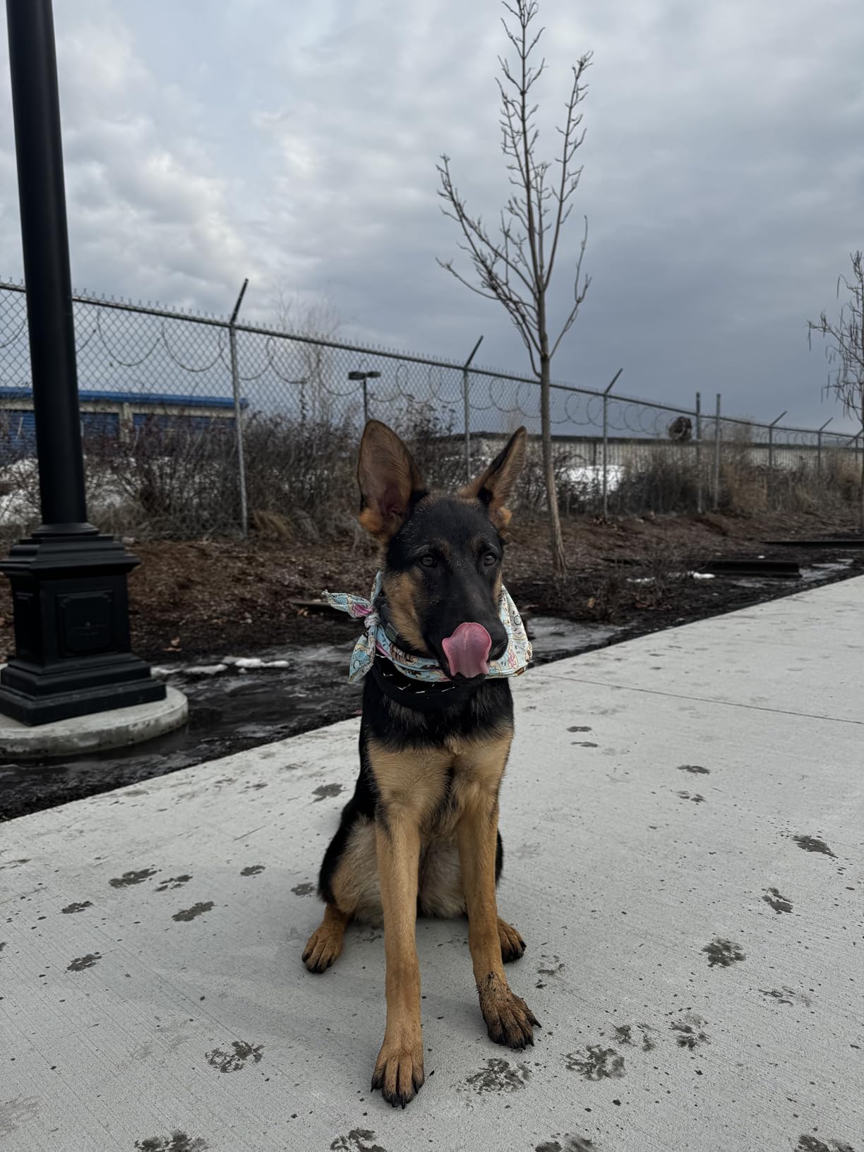 INVIROX Dog Training Collar with Remote, Shock Collar for Dogs, 3300 ft customer photo 1