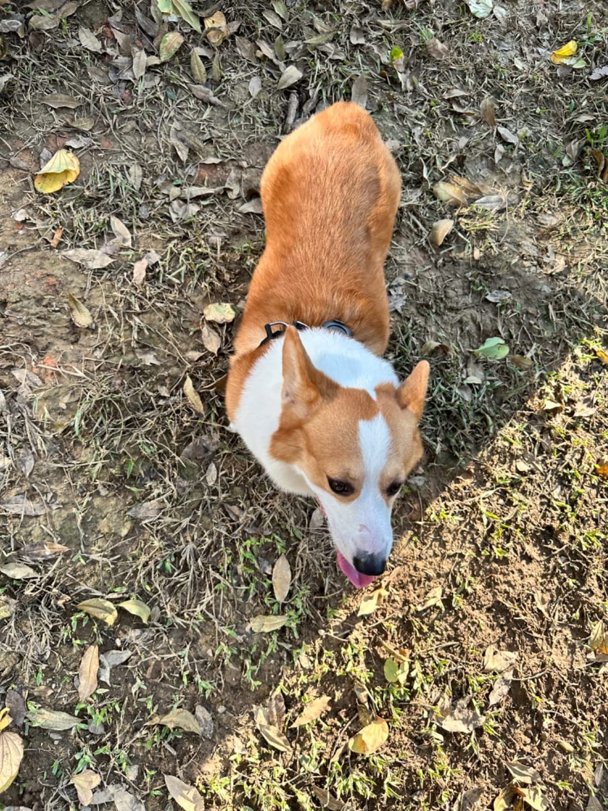 Aorkuler GPS Dog Tracker – No Phone, No Signal, No Subscription | Real-Time Direction & Distance Up to 3.5 Miles | Built for Hiking, Farms & Off-Grid Adventures (Tracker 2) customer photo 2