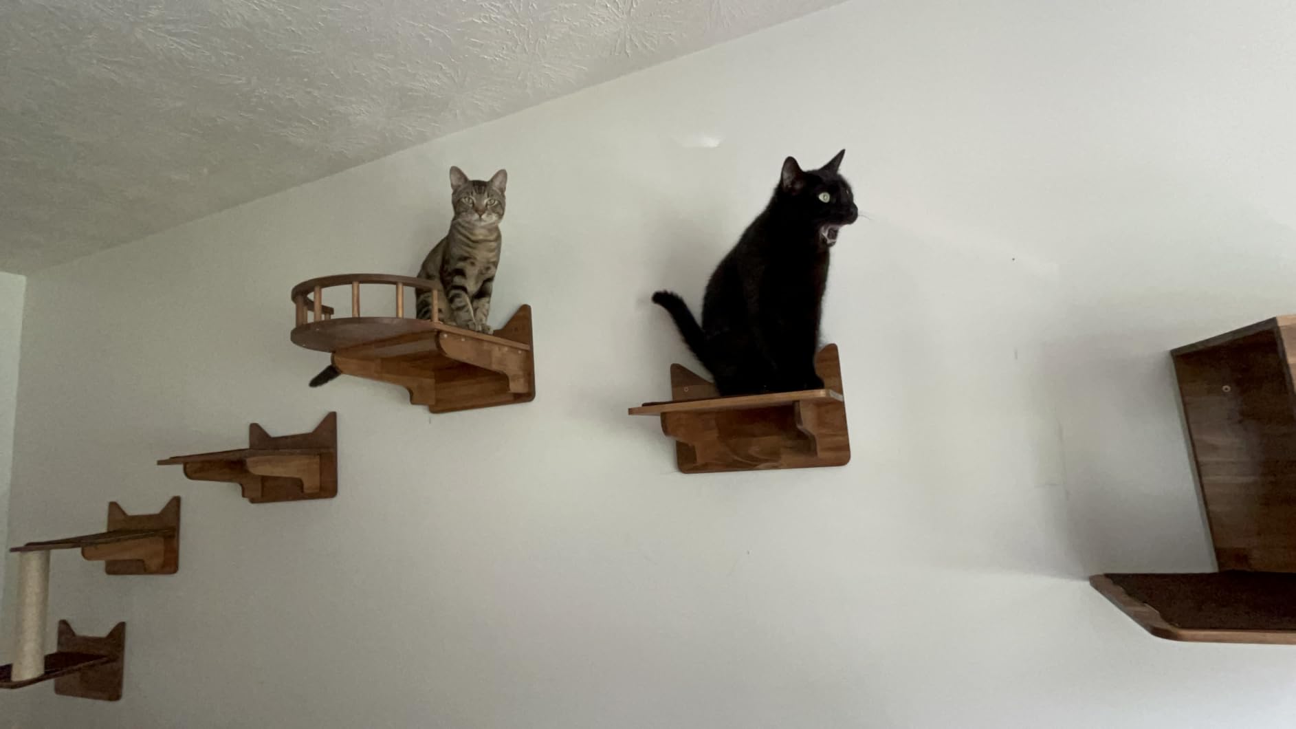 Cat Wall Shelves, 9-Piece Cat Wall Furniture for Large Cats customer photo 1