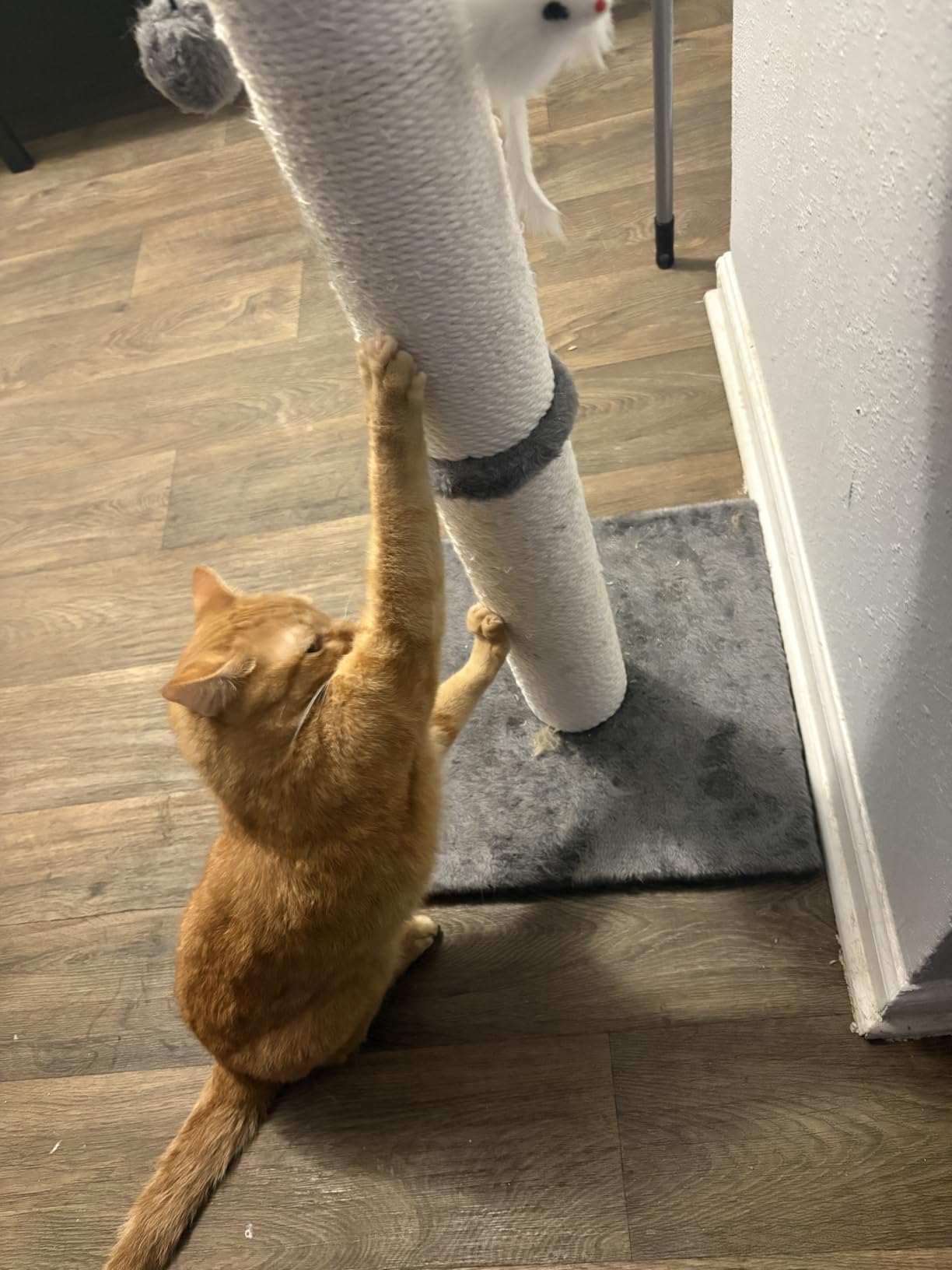 34-Inch Tall Cat Scratching Post for Large Cats, Stable Base, Gray customer photo 1