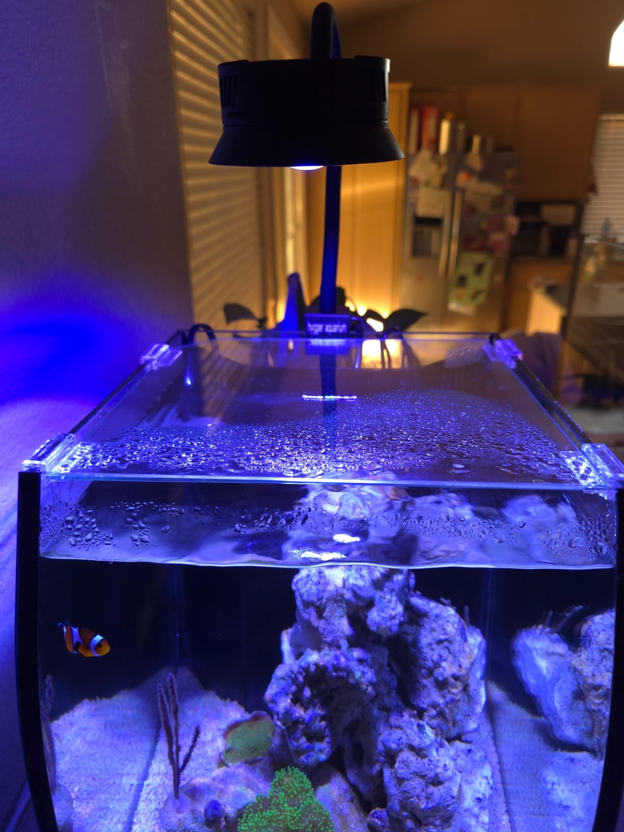 Aquatop 8.6 Gallon Bow Front Glass Aquarium Kit with Filter and LED Lighting - All in One Desktop Fish Tank, Ideal for Freshwater and Saltwater, BFK-08 customer photo 1
