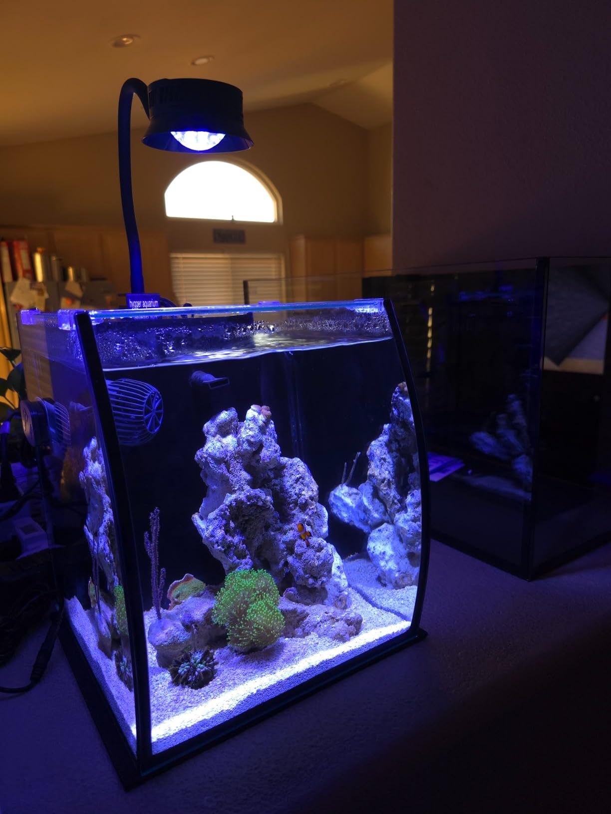 Aquatop 8.6 Gallon Bow Front Glass Aquarium Kit with Filter and LED Lighting - All in One Desktop Fish Tank, Ideal for Freshwater and Saltwater, BFK-08 customer photo 2