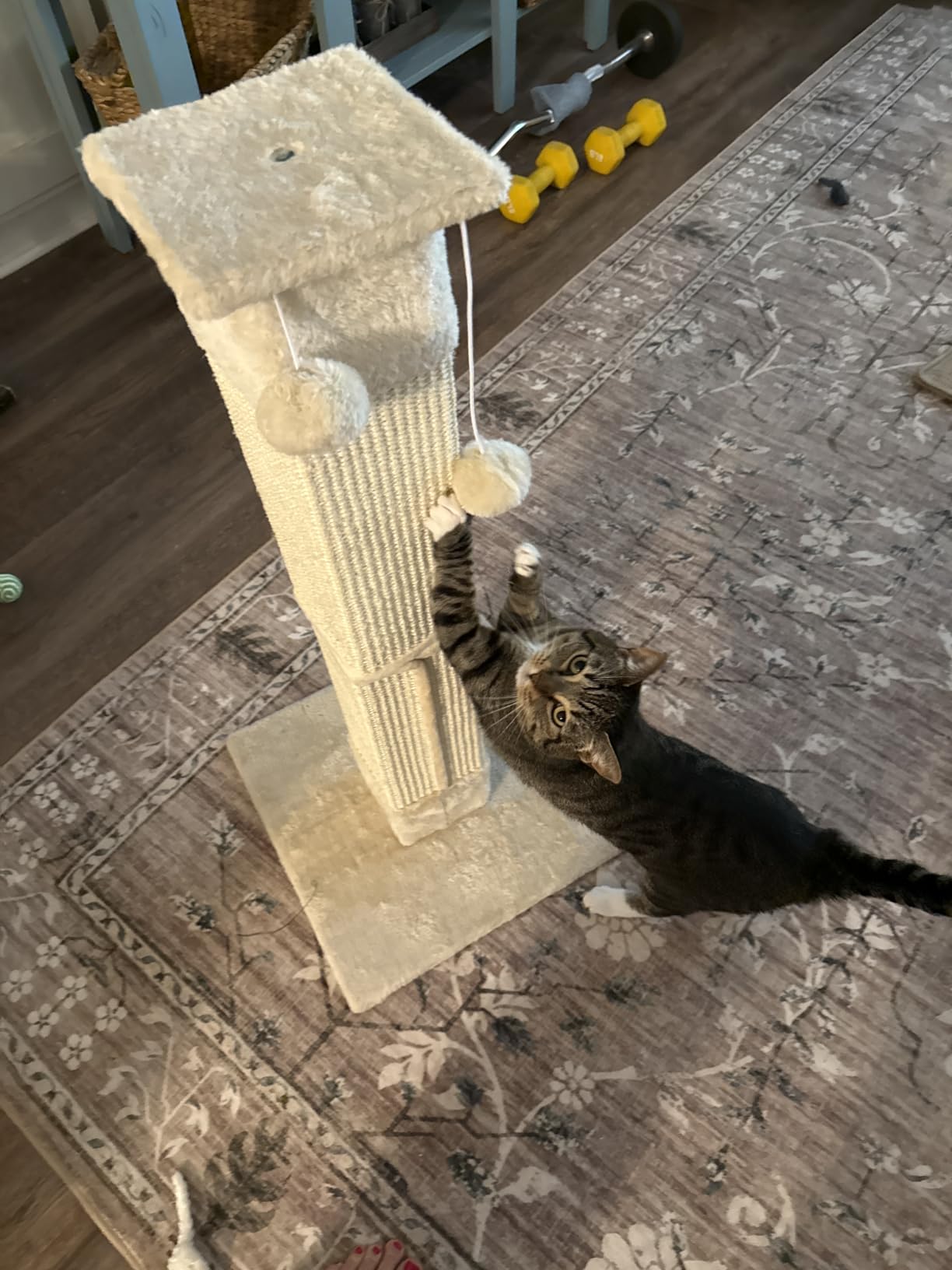 SOCATER Cat Scratching Post 33 Inch Nature Sisal Cat Scratch Post for Indoor Cats, Large Cat Scratcher Protect Your Furniture, for All Breeds customer photo 1