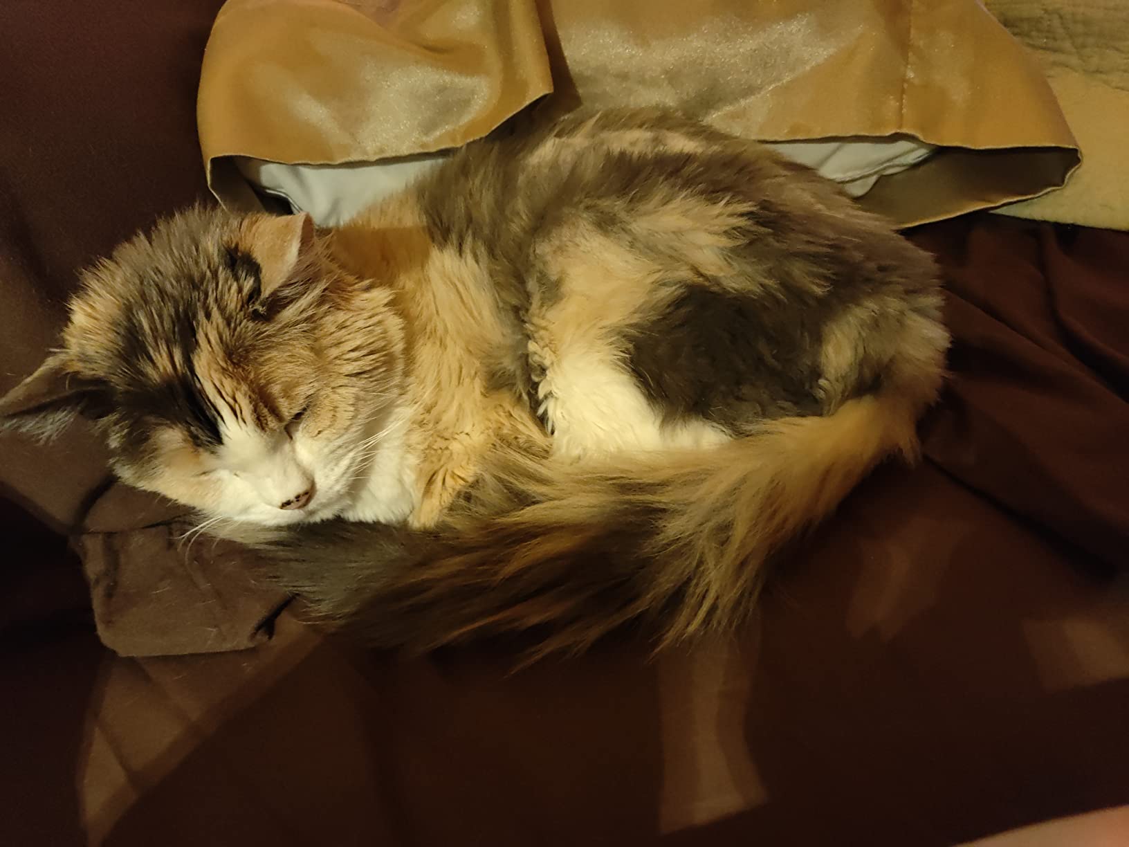 KittyGoHere Senior Cat Litter Box, Low Entry Cat Litter Pan, Jumbo, Gray customer photo 1