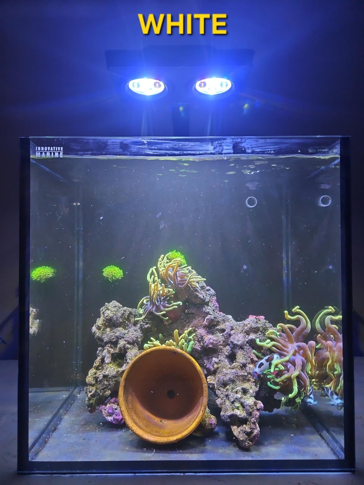 A036 5rd Reef Tank Light 36 Watts Saltwater Light with Touch Control, Reef Lights for Coral Reef Nano Fish Tank Marine Tanks with Timer & Screen customer photo 2