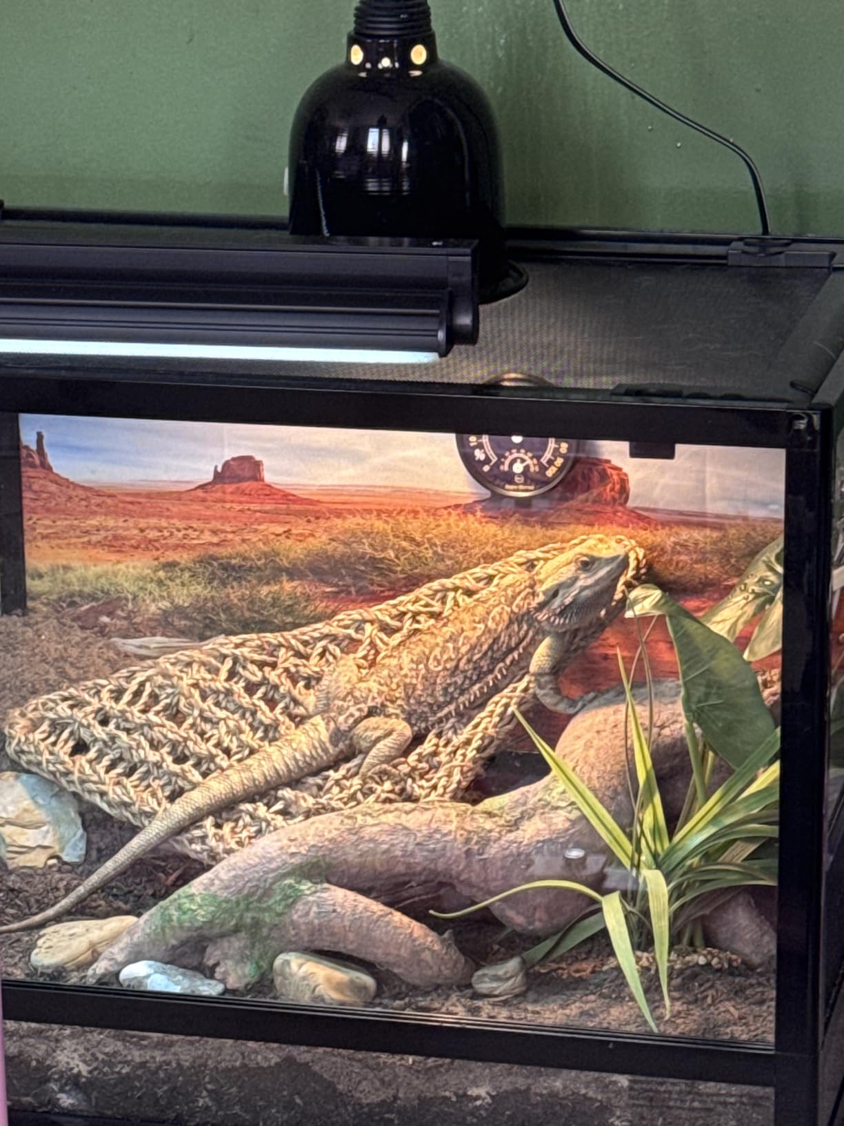 T5 UVB Reptile Light Fixture HO UVB Bulb Lighting Combo Kit, 10.0 UVB Light for Reptiles Terrarium Hood with 39W Reptile Light Bar UVA UVB Desert Lamp for Bearded Dragon Turtle Tank, 34Inch customer photo 1