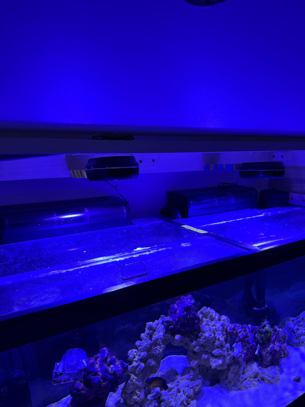 PopBloom RL60 WiFi Reef LED Light, 60W Full Spectrum Marine Reef LED Aquarium Lighting for Soft/LPS Corals & Saltwater Fish Nano Tanks, Built-in Timer, WiFi Phone Programmable, Sunrise Sunset customer photo 1