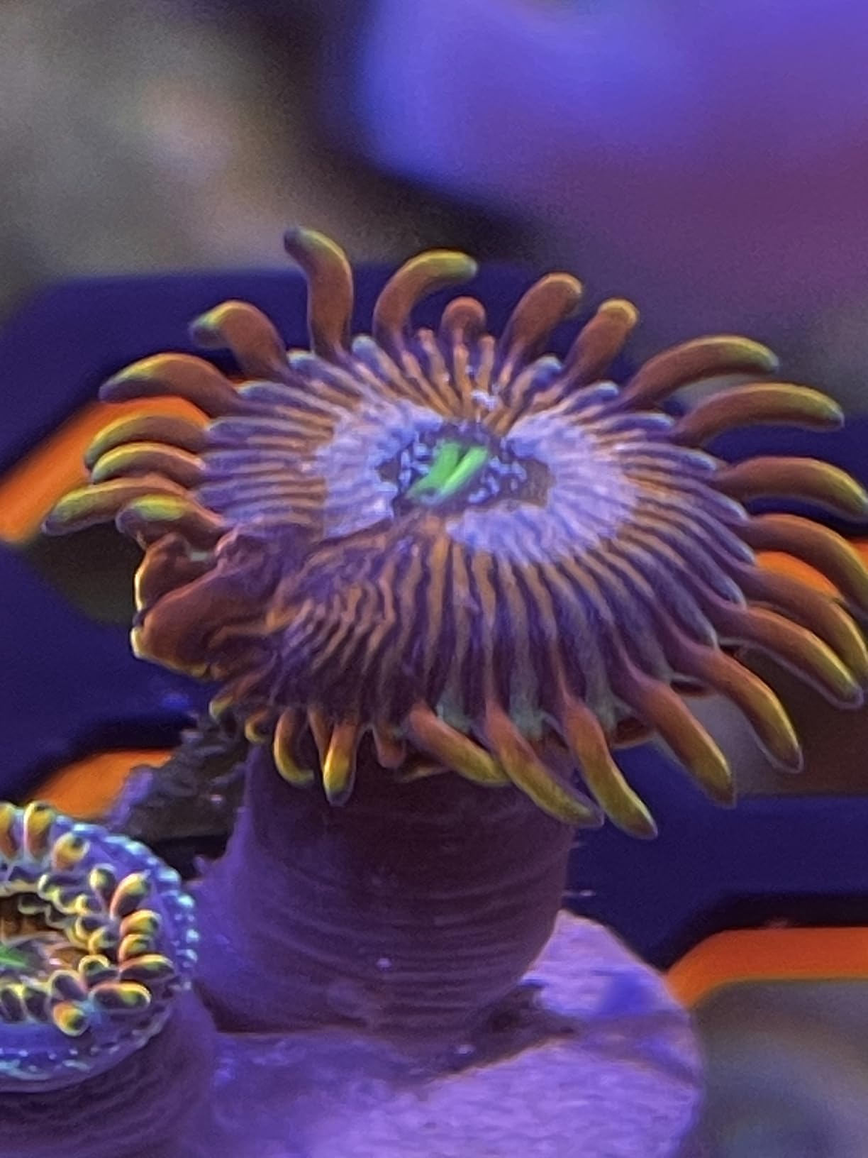 PopBloom RL60 WiFi Reef LED Light, 60W Full Spectrum Marine Reef LED Aquarium Lighting for Soft/LPS Corals & Saltwater Fish Nano Tanks, Built-in Timer, WiFi Phone Programmable, Sunrise Sunset customer photo 2