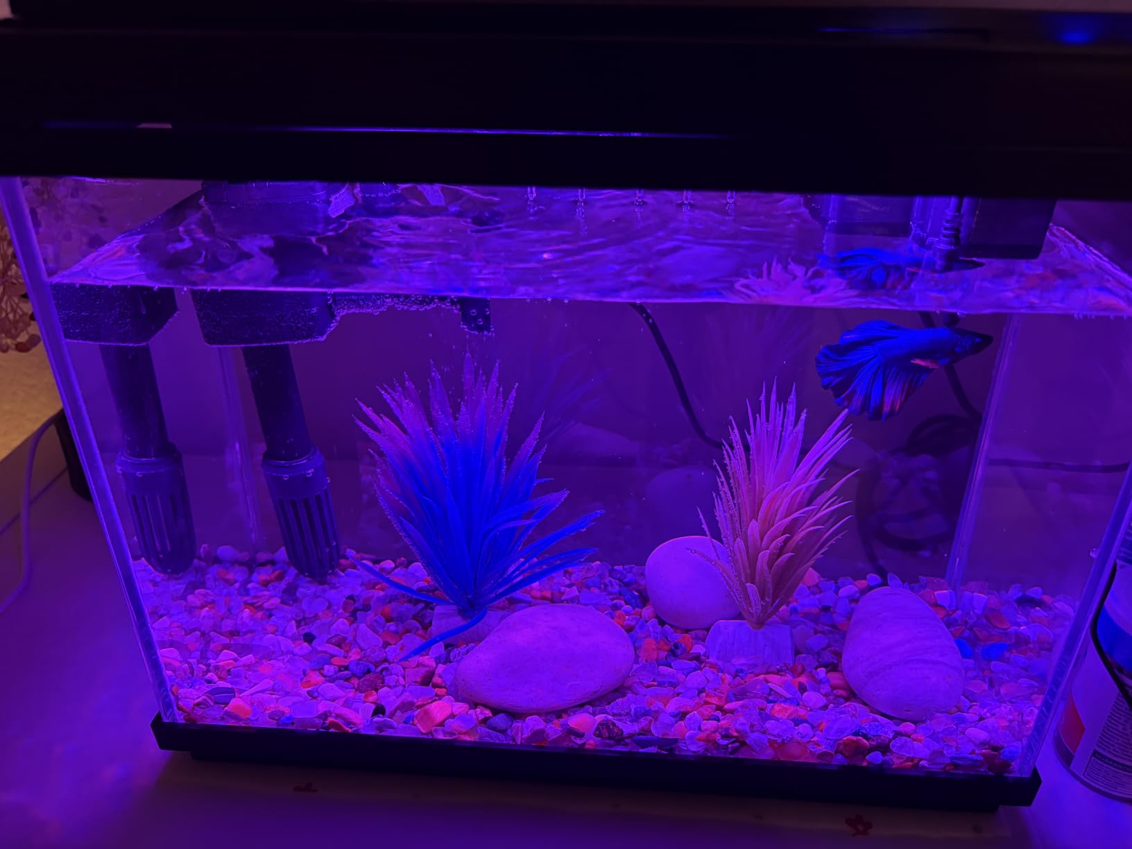 Vehipa Fish Tank, 2.4-Gallon Aquarium Starter Kit with 3-in-1 Quiet Pump customer photo 1