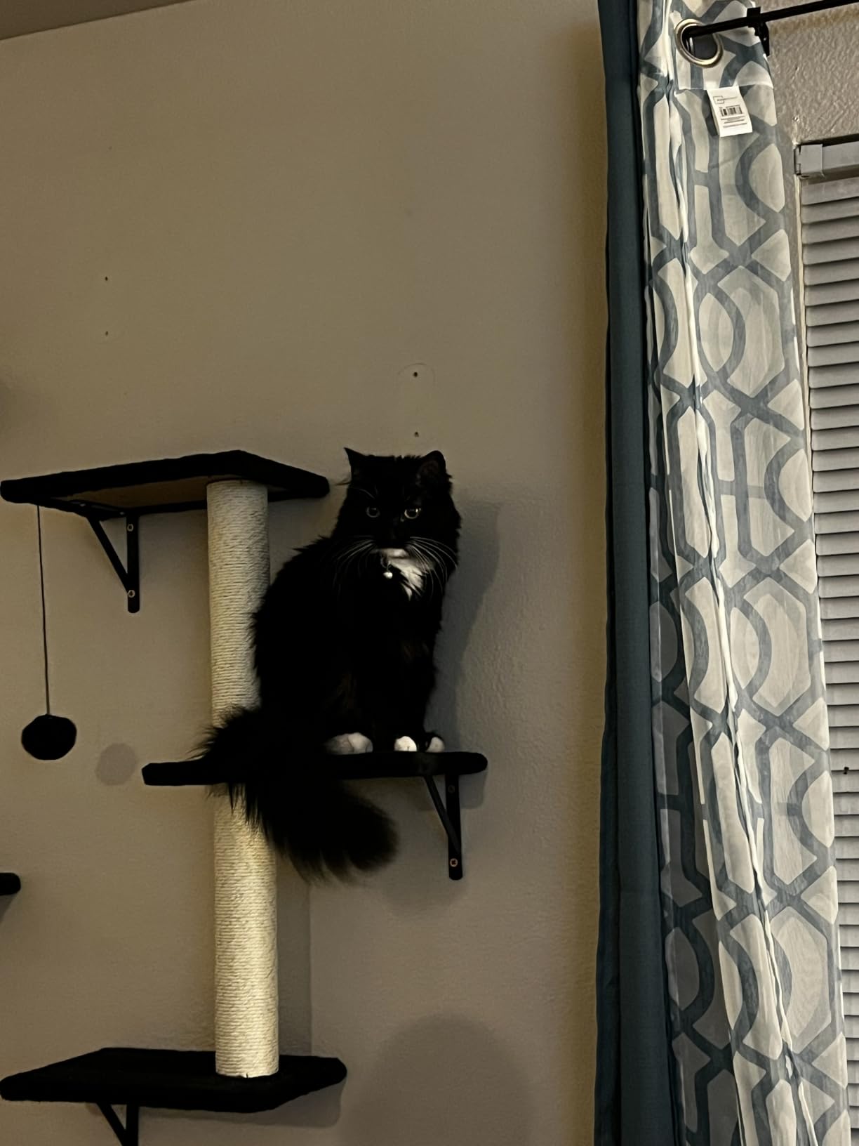 Cat Wall Shelves, Stable & Safe 6 in 1 Cat Furniture Set Black, for Cats to Climb, Hide, Lounge, and Scratch customer photo 1
