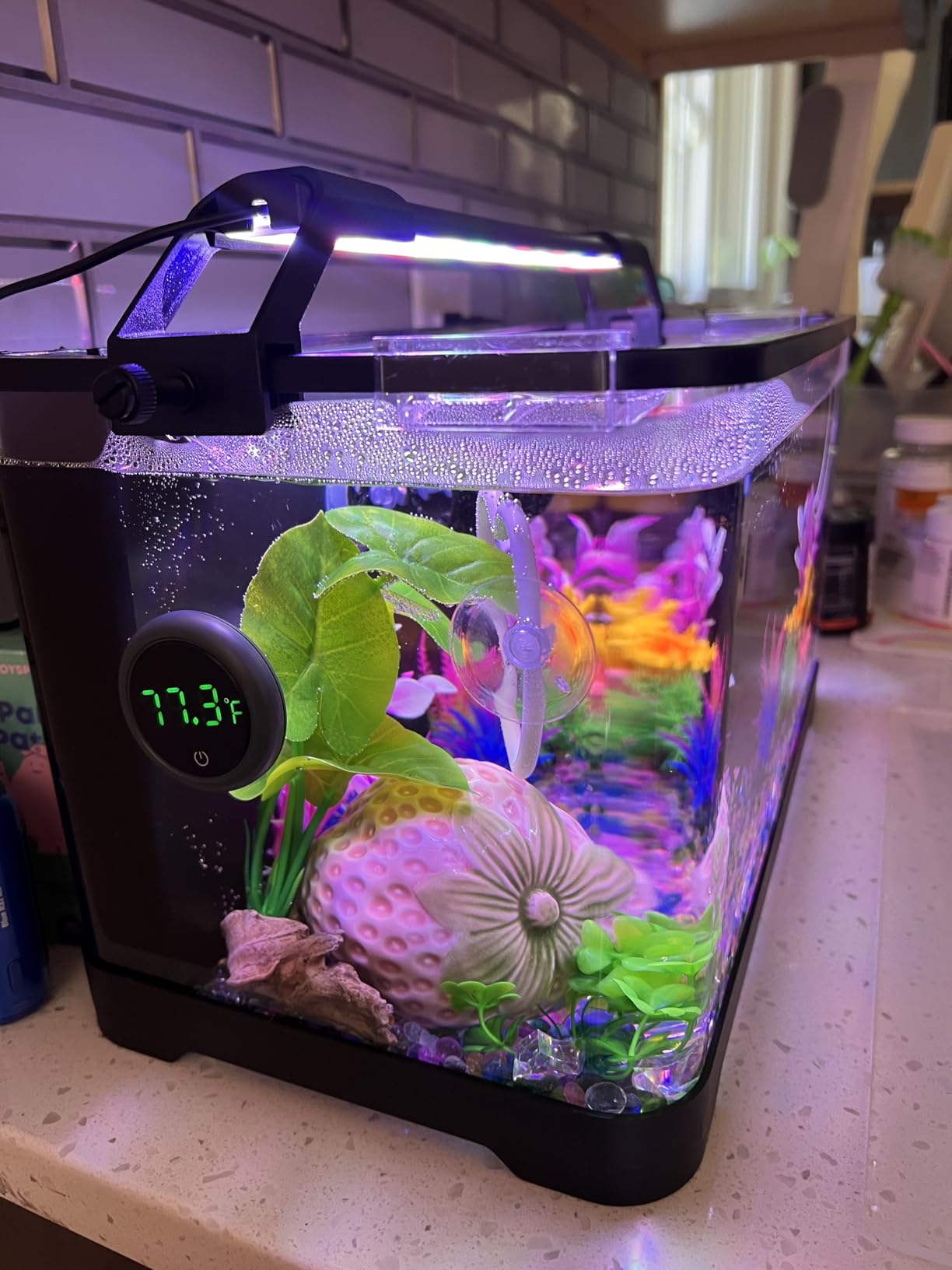 3.5 Gallon Betta Fish Tank, Plastic, All in One Aquarium Starter Kit customer photo 2