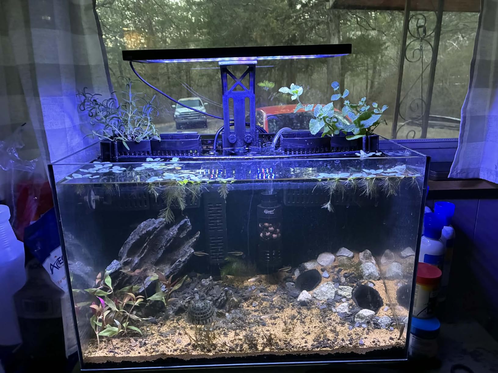 10 Gallon Glass Fish Tank Open-Back Lid, Aquarium Fish Bowl Cube for Betta Goldfish Snails Shrimp Aquatic Planting, Ultra Clear Rimless Low Iron customer photo 2