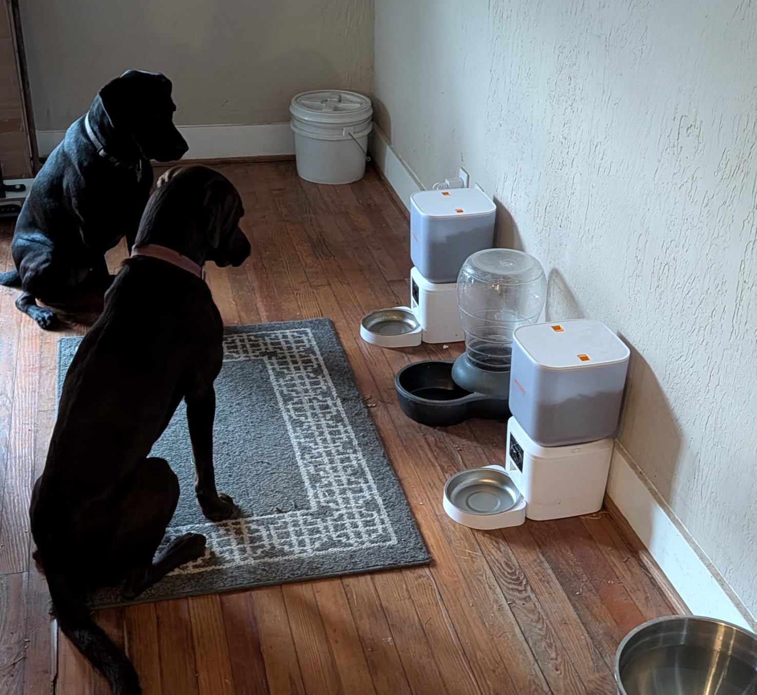 Automatic Cat Feeder for 2 Cats - 8L/34 Cups Dual Automatic Dog Feeder with Dog Food Dispenser for 2-18mm Dry Food, Timed Cat Food Dispenser, Up to 50 Portions 6 Meals Per Day, 10s Voice, Keep Fresh customer photo 1