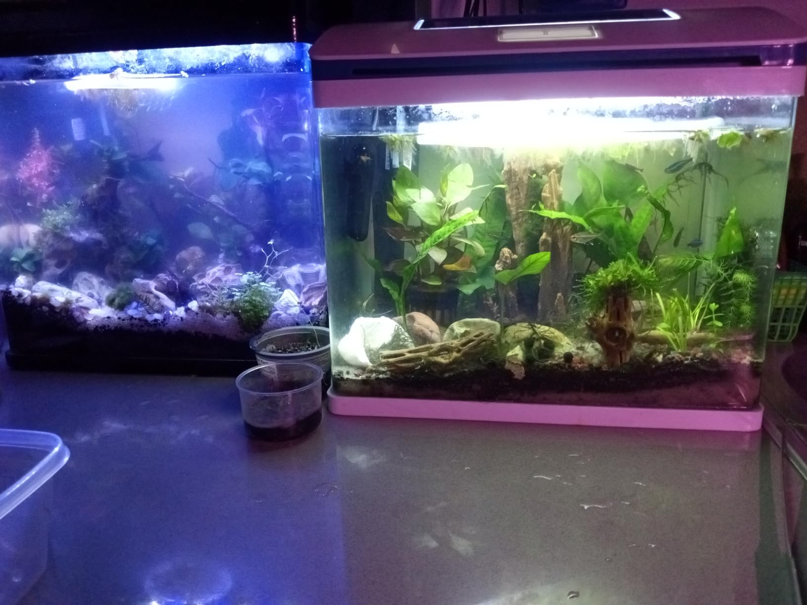 10 Gallon Fish Tank, Betta Fish Tank Smart Aquarium Kit 100% Glass Material customer photo 2