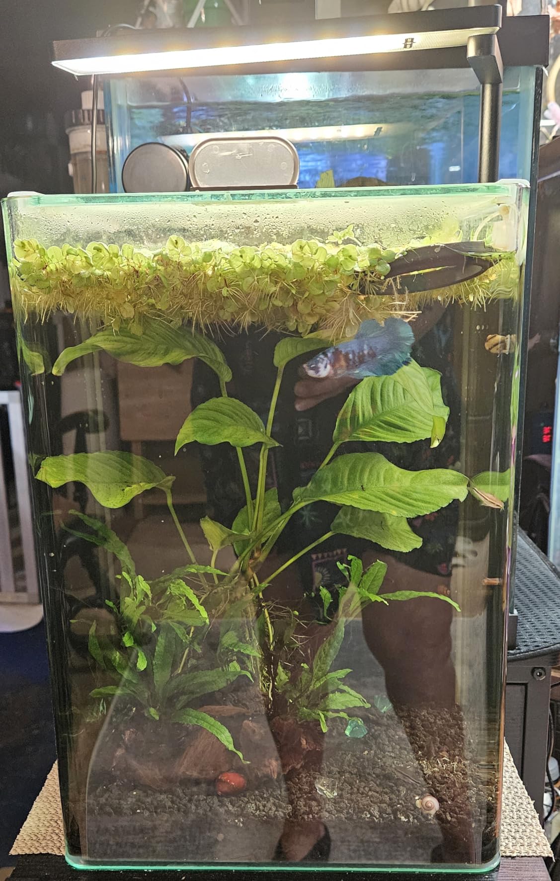 FZONE Solo Series Nano Aquarium Light for Saltwater and Reef Coral Tanks customer photo 1