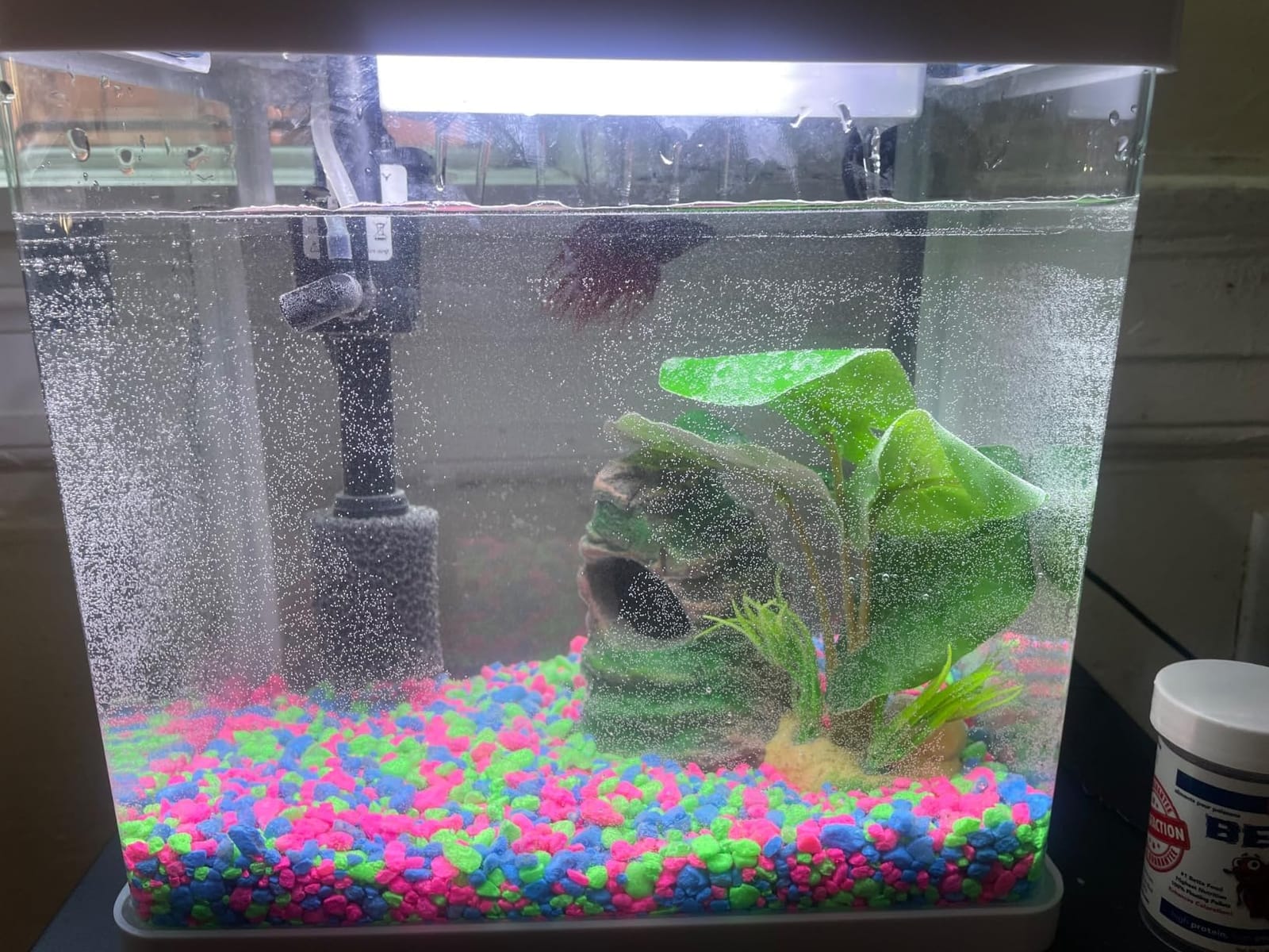 20 Gallon Fish Tank, Betta Large Aquarium Starter Kits，100% Glass Material customer photo 1