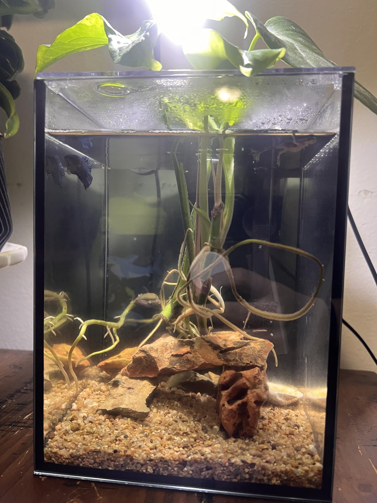 10 Gallon Fish Tank Set Glass Dark Background Aquarium Kit Starter Set customer photo 1