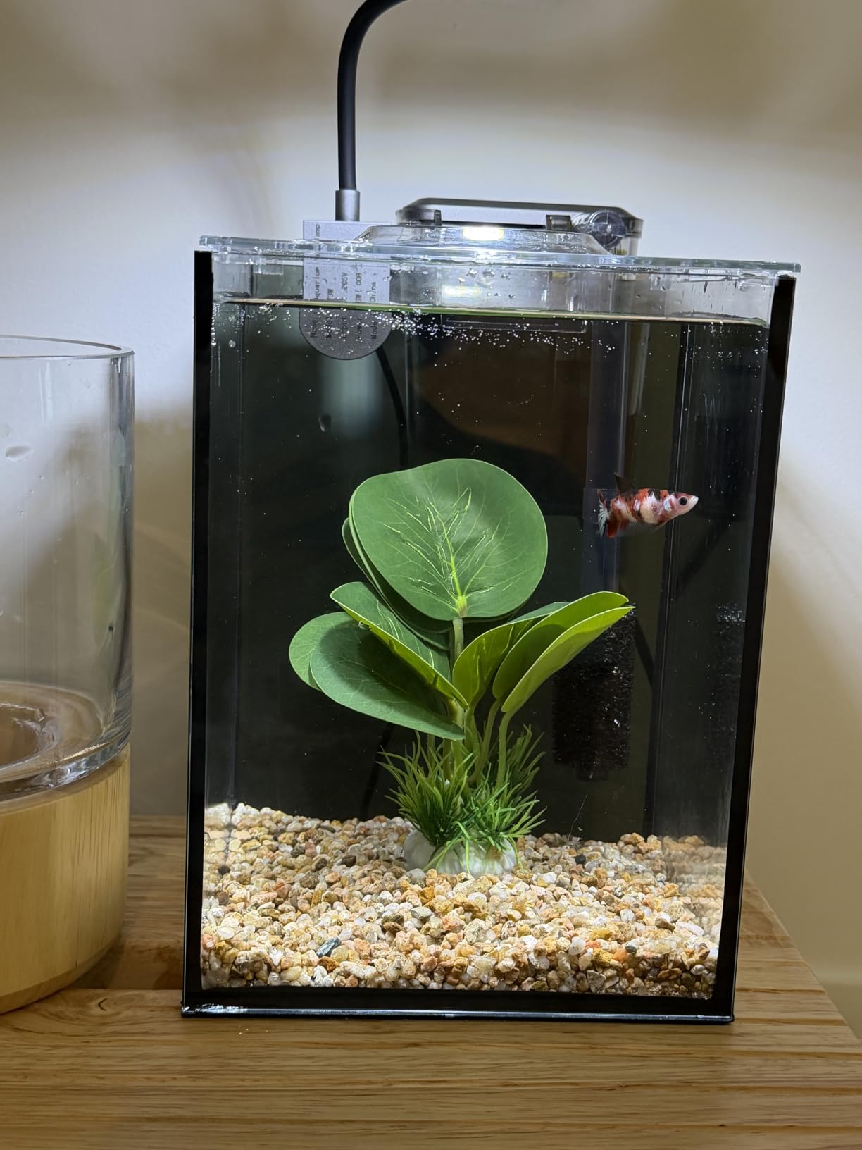 10 Gallon Fish Tank Set Glass Dark Background Aquarium Kit Starter Set customer photo 2